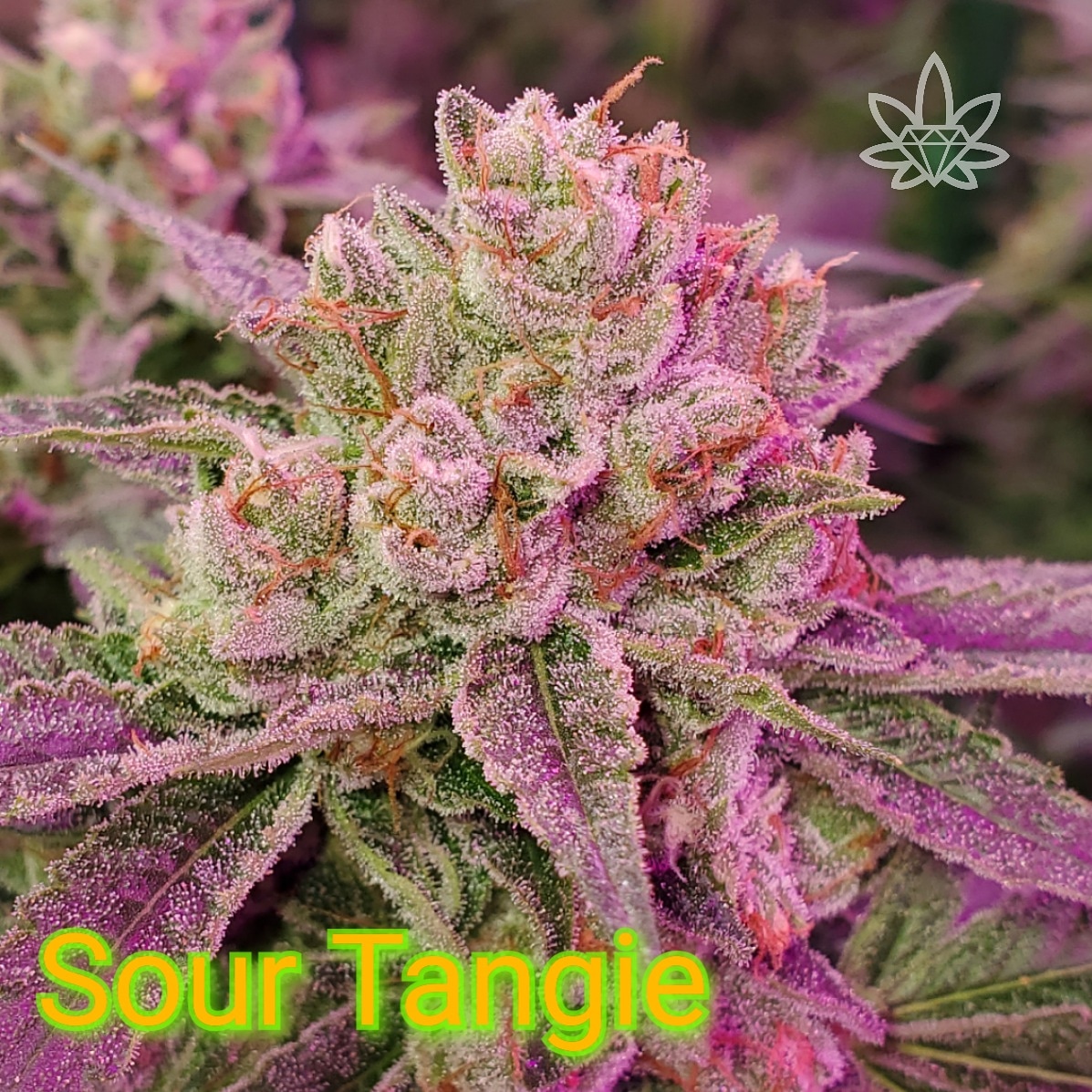 Sour Tangie [.5g]