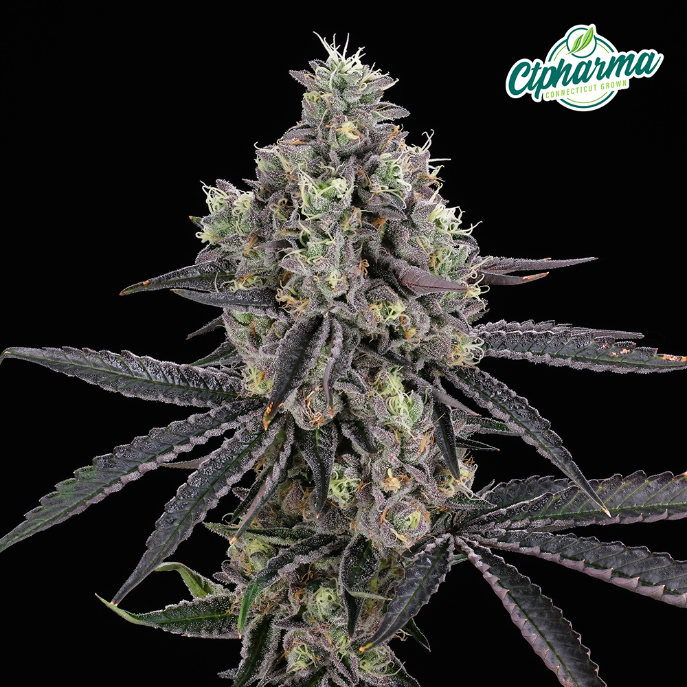 CTPharma Flower Lemon Cherry Sherb (H) 26747