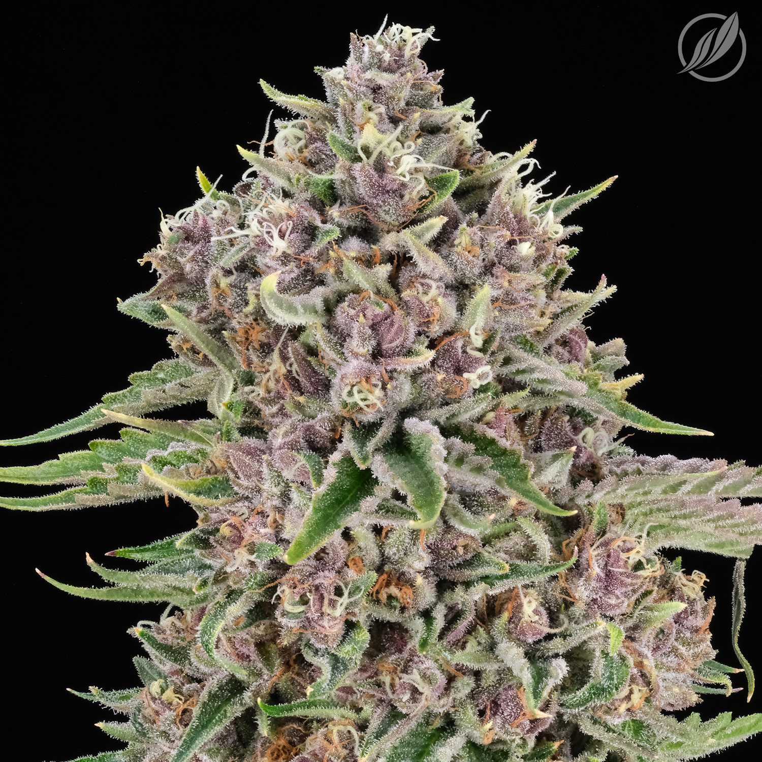 grutalex-t23-75-i-17871-ctpharma-jane