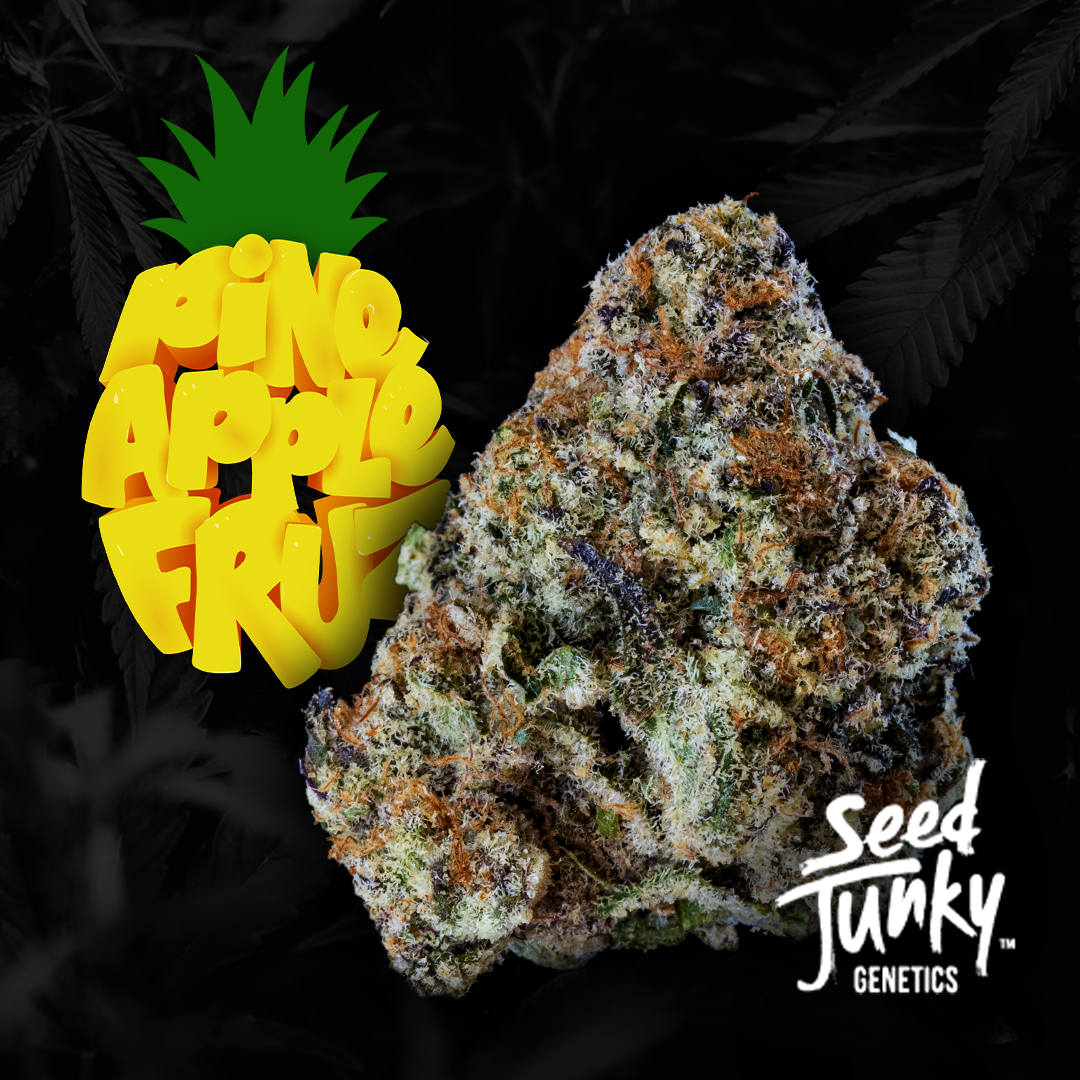 Pineapple Fruz Seed Junky Indoor Jane