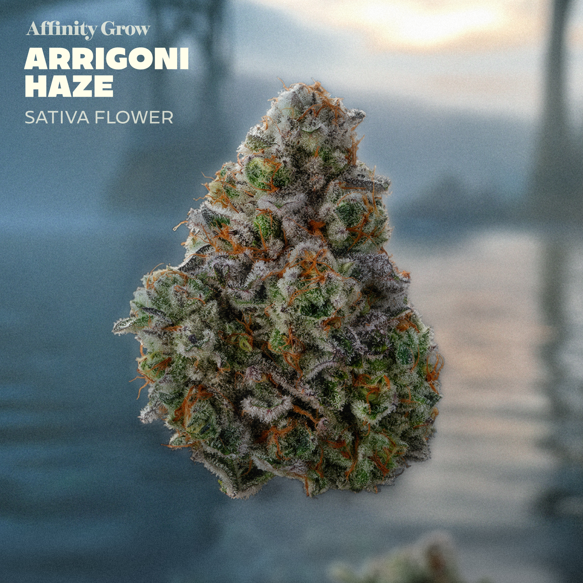 Arrigoni Haze Flower T23.18% S 01003