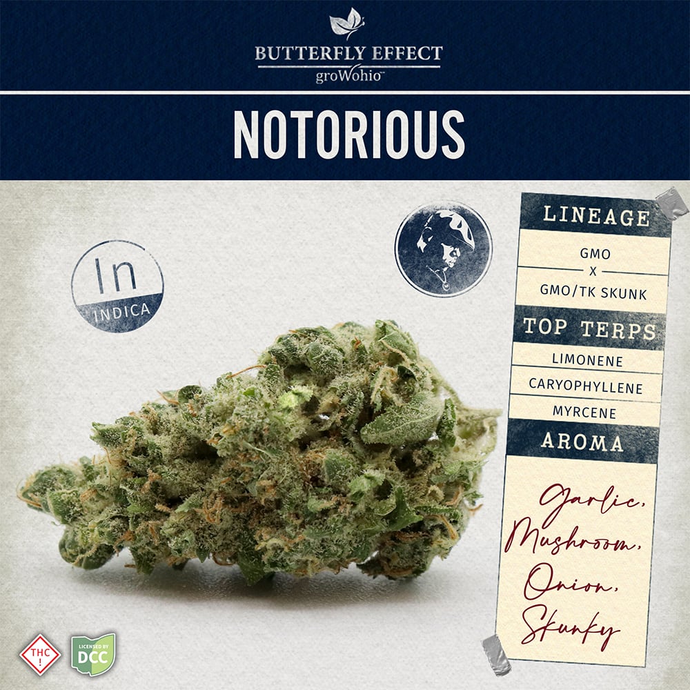 Butterfly Effect - Notorious Indica