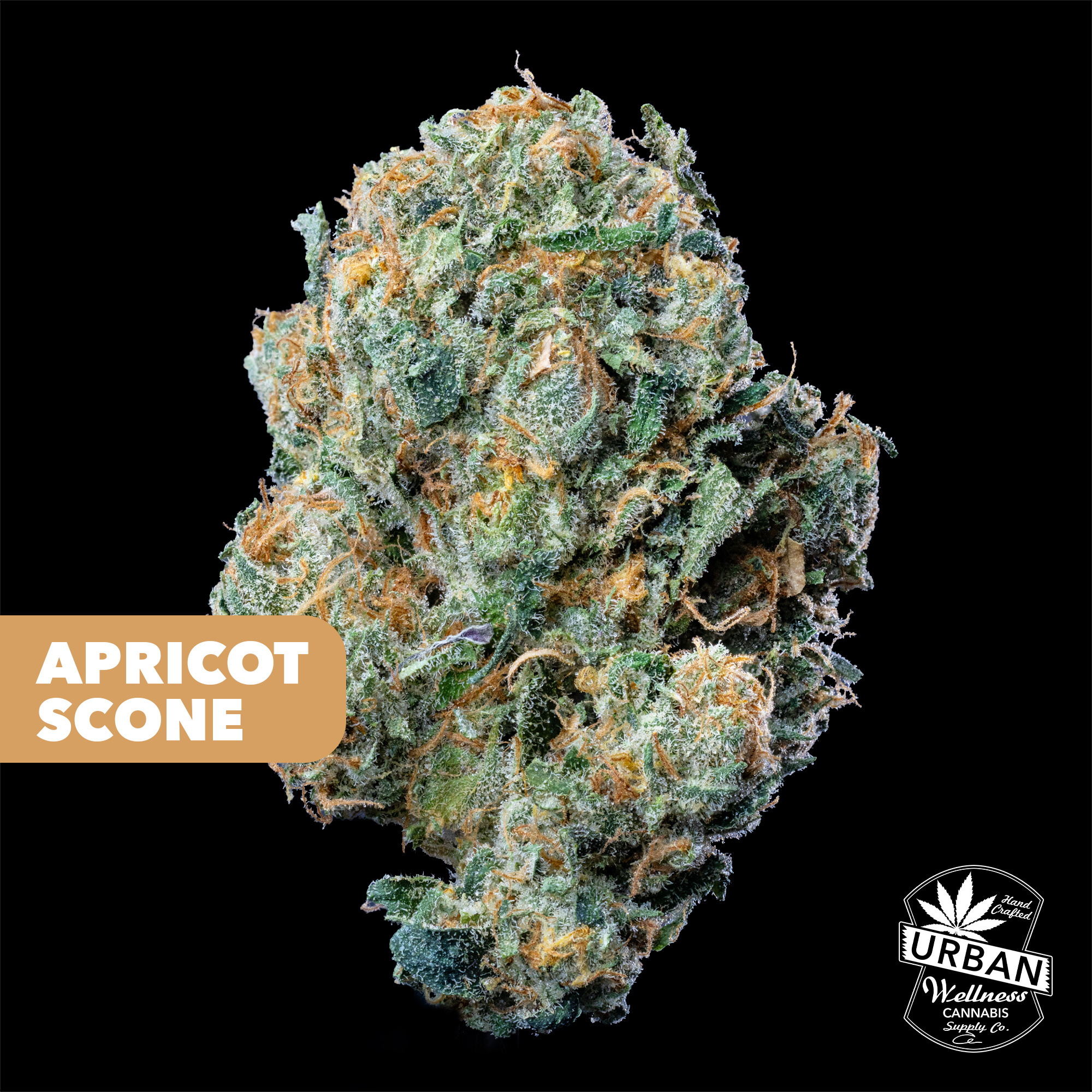 Apricot Scone
