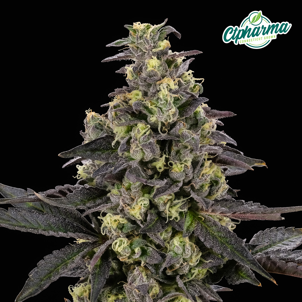 Gush Mintz Flower I 26712