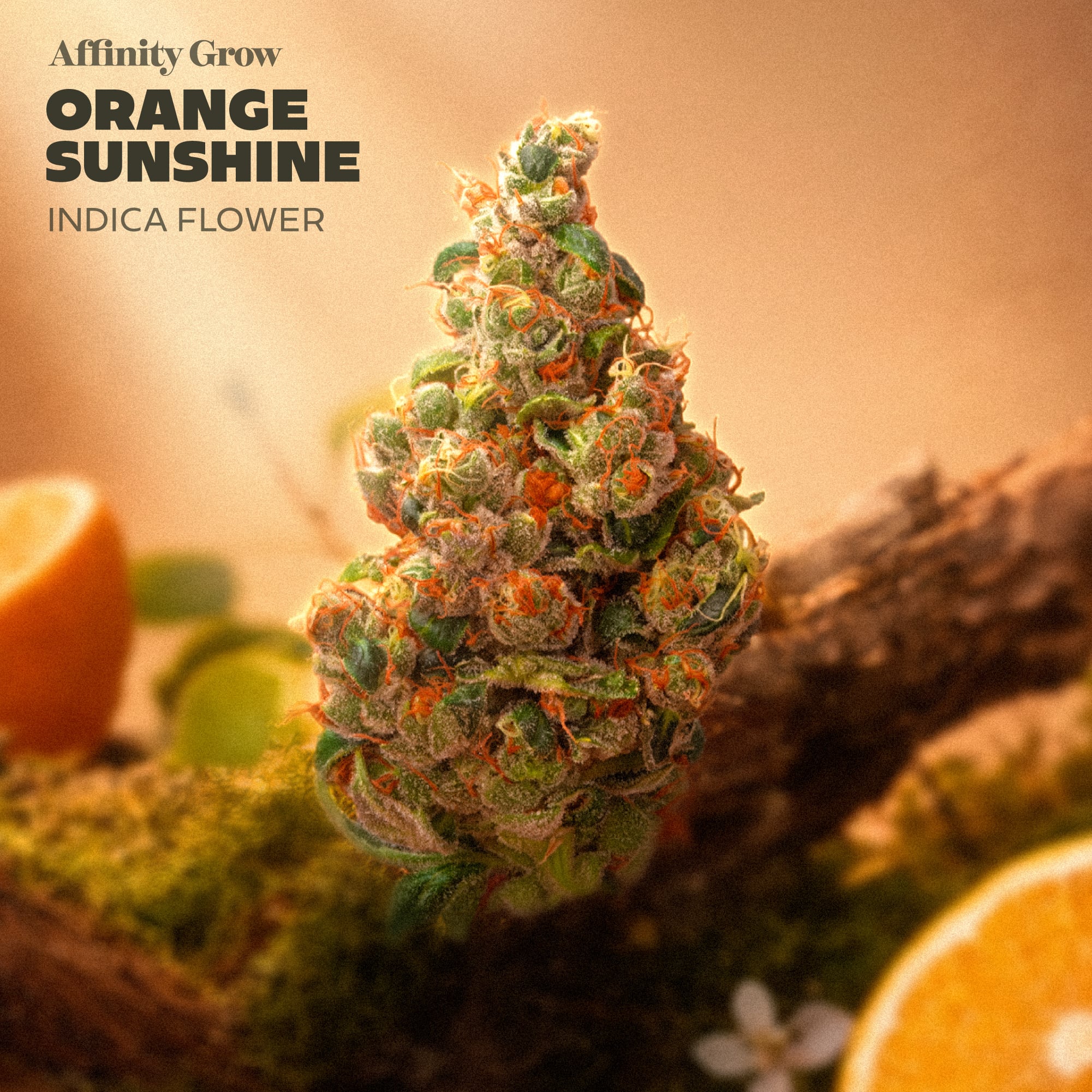Affinity Grow - Orange Sunshine (I) Flower  C0090000940