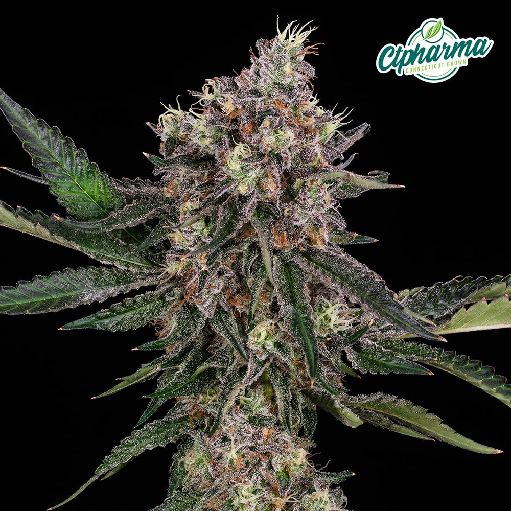 CPS Strawberry Pave Flower 28.46% H 27001