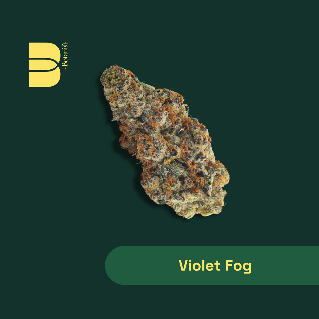 Violet Fog Violet Fog