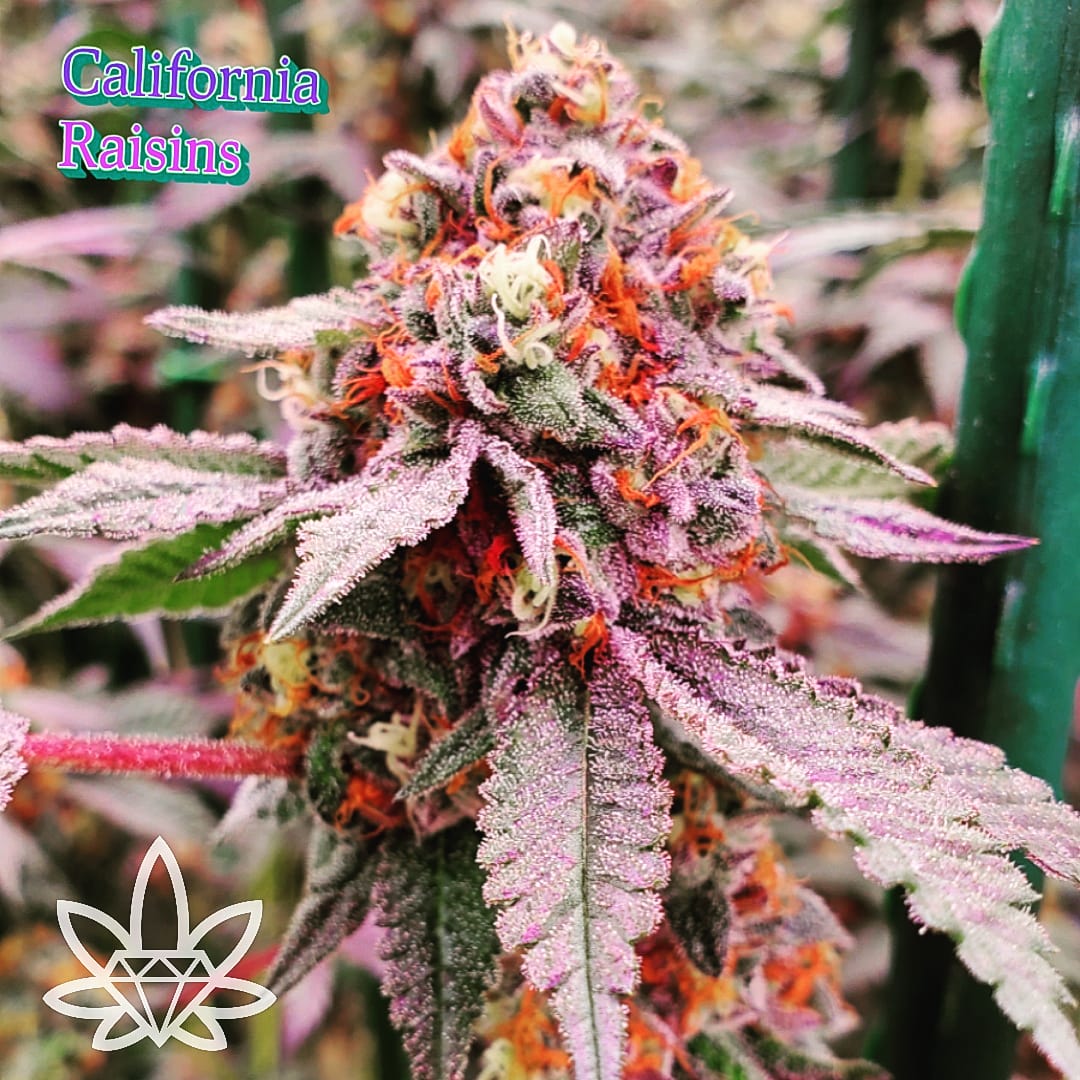 California Raisins [.5g]