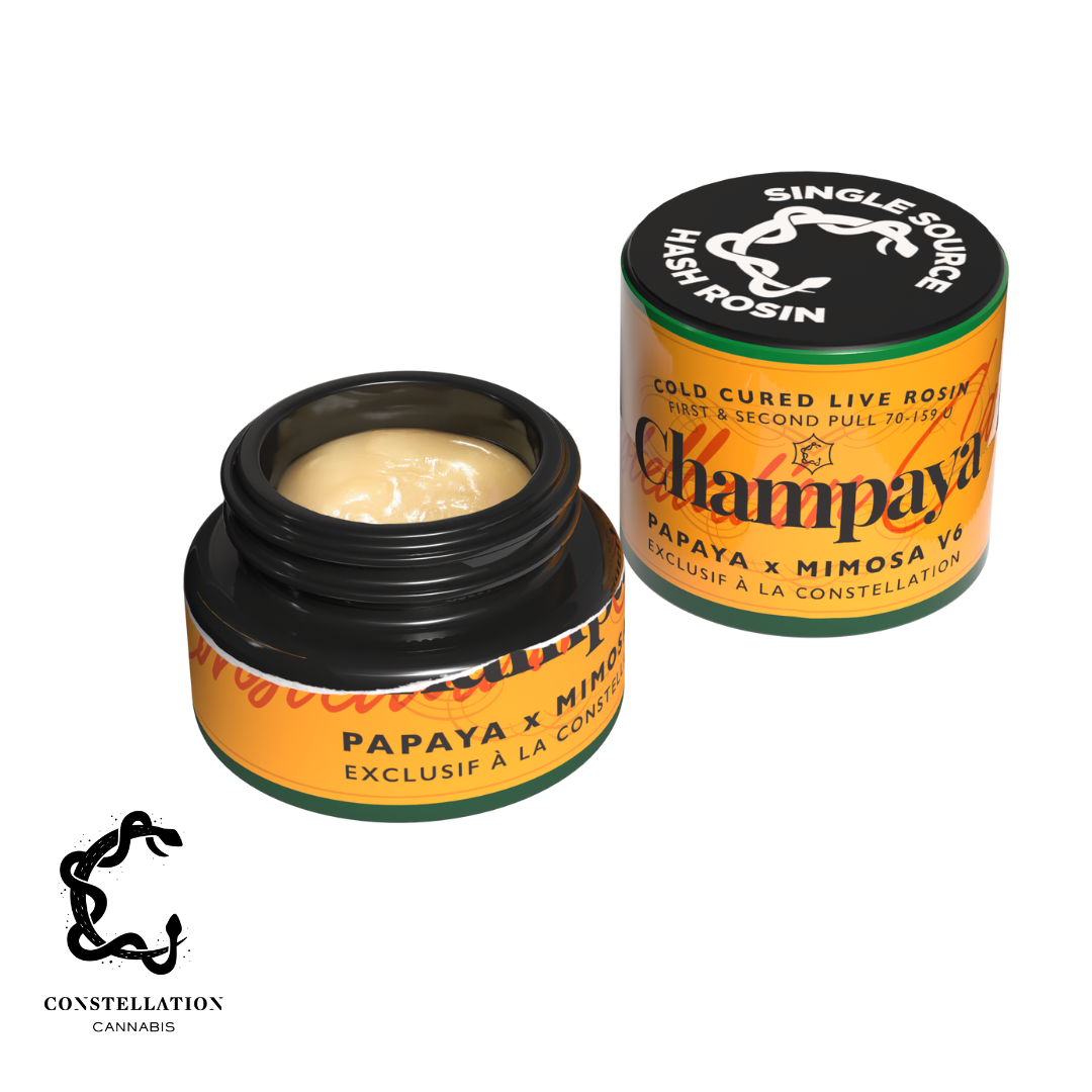 Champaya [1g]