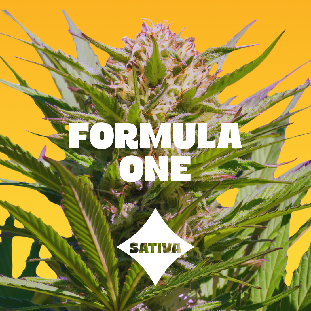Lemon - 2pc - Formula One - Sativa (100mg THC)