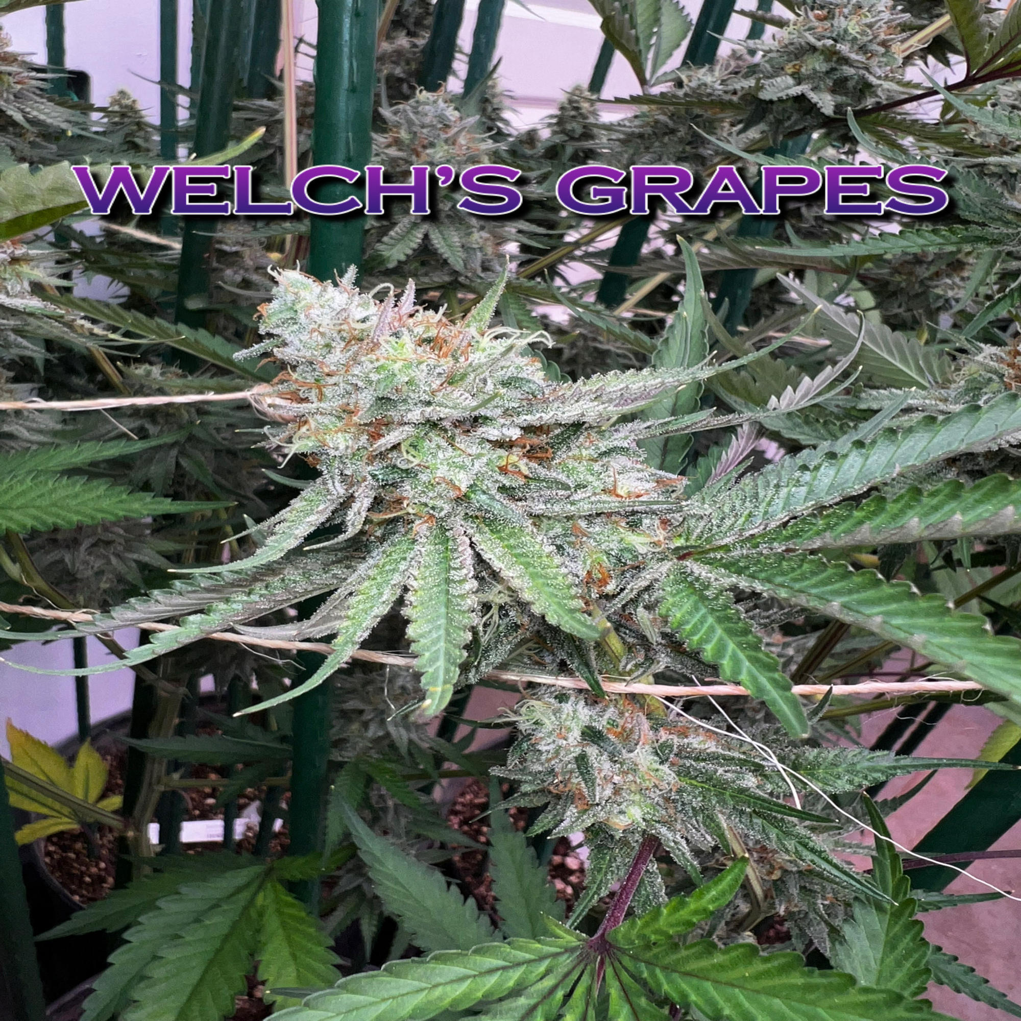Welch's Grape [.5g]
