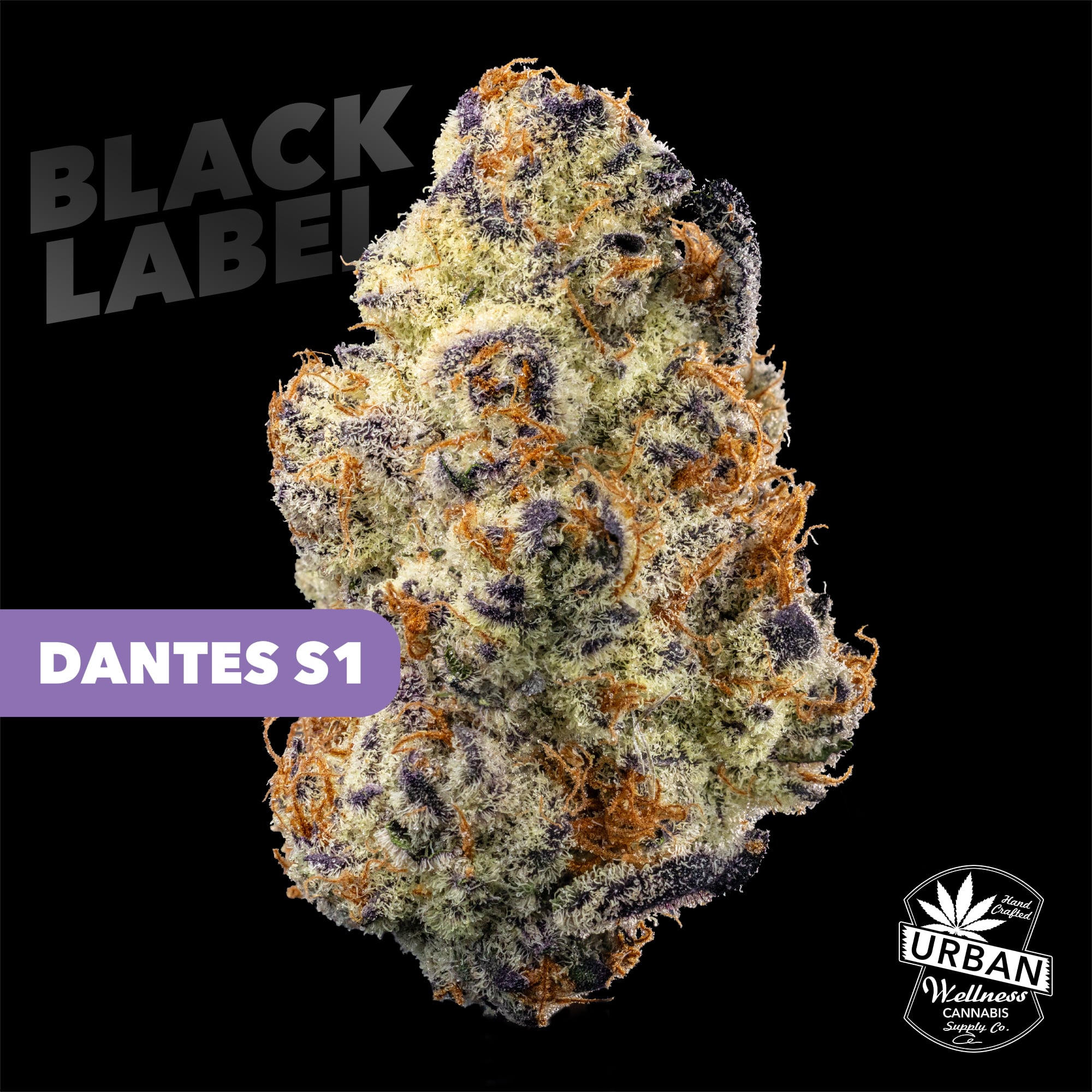 Shop Black Label - Dantes x Cream Cookiez [4g] | Urban Wellness