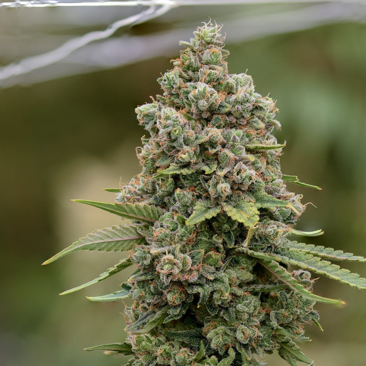 Cheesy Kush