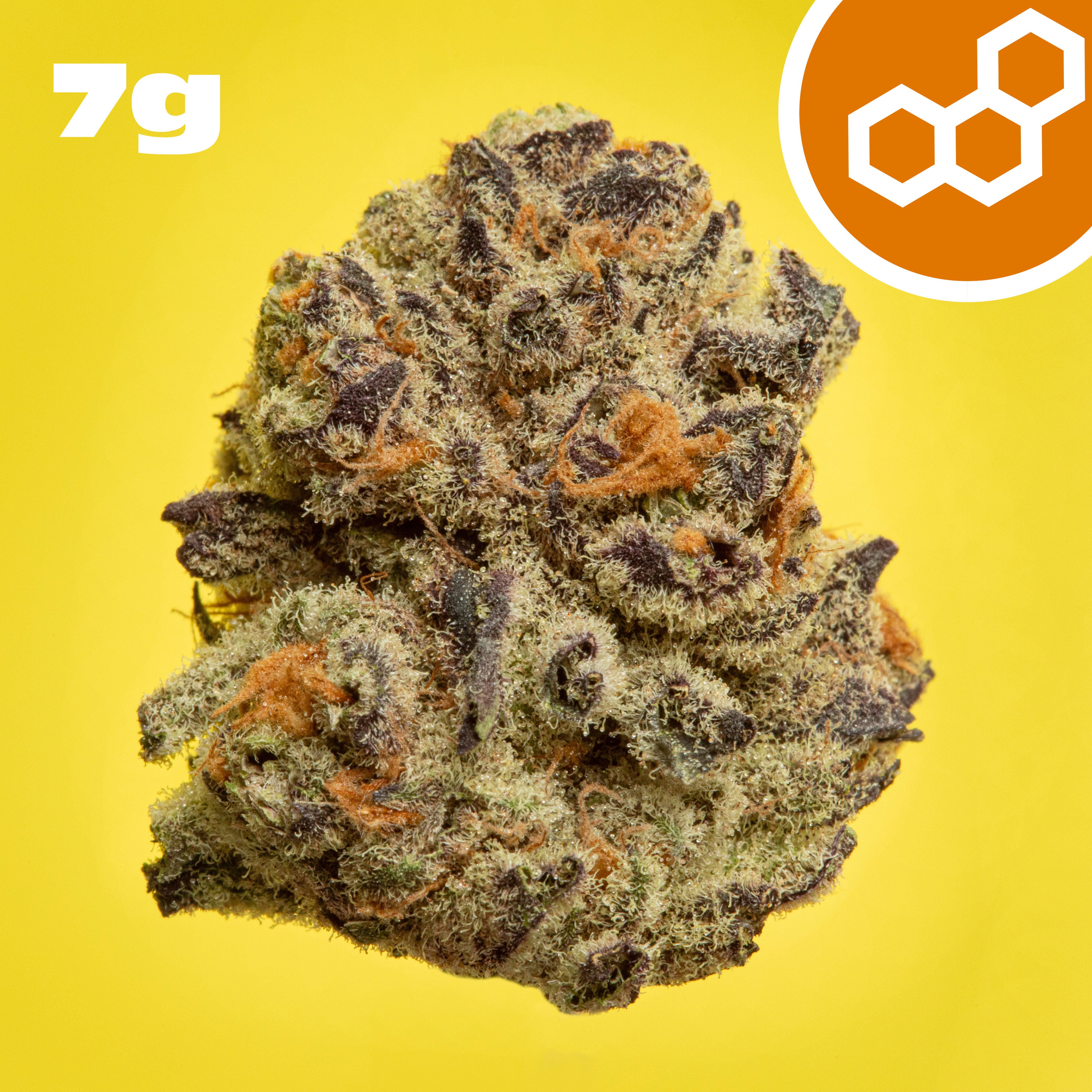 Theraplant - Panckes (S) Flower  C0040001522