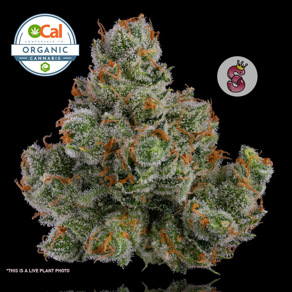 phish DOWN ON THE CORNER THC joint サイケ J1 | No Till Kings | Living Soil Flower Ocal Certified - San