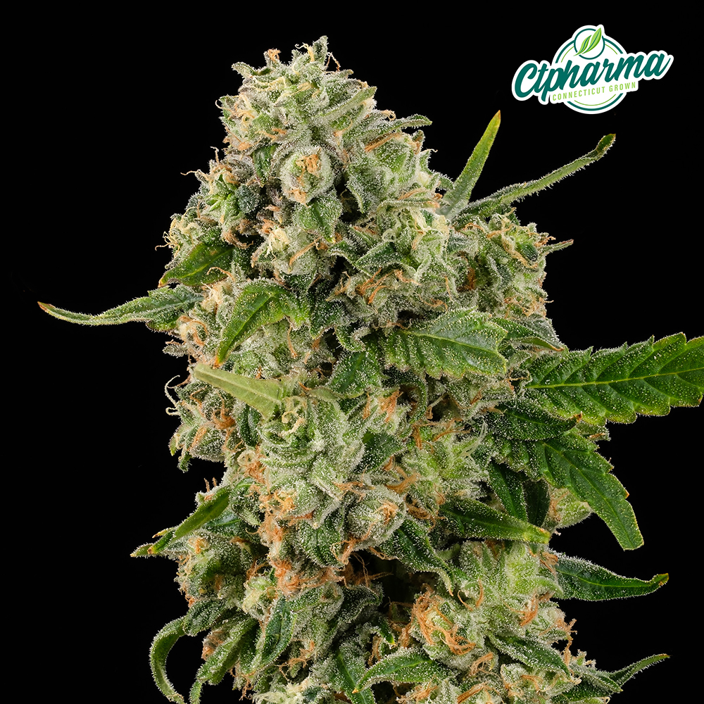 Zuava Flower H 26761