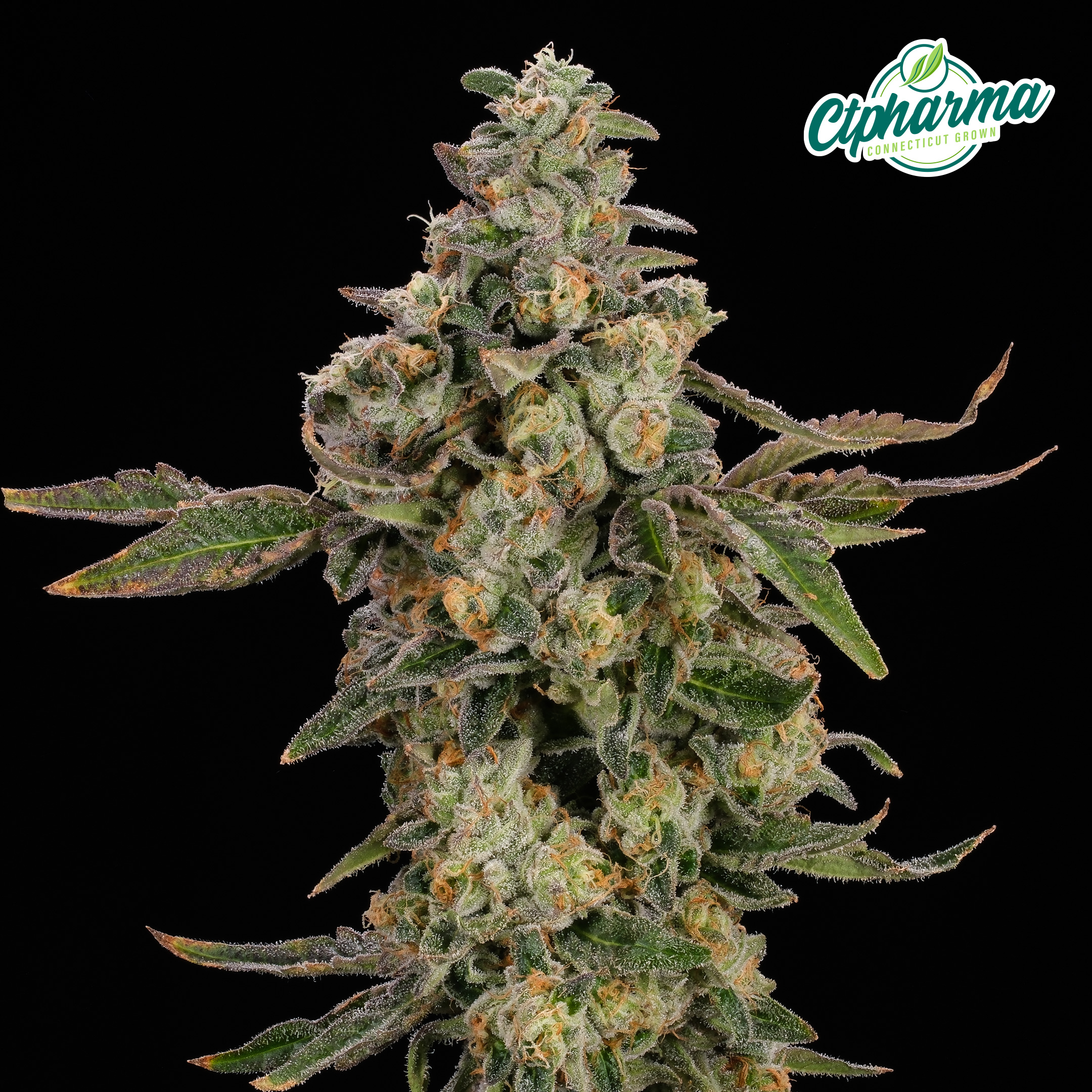 Kush Scout Flower S 26414 (CTPharma)