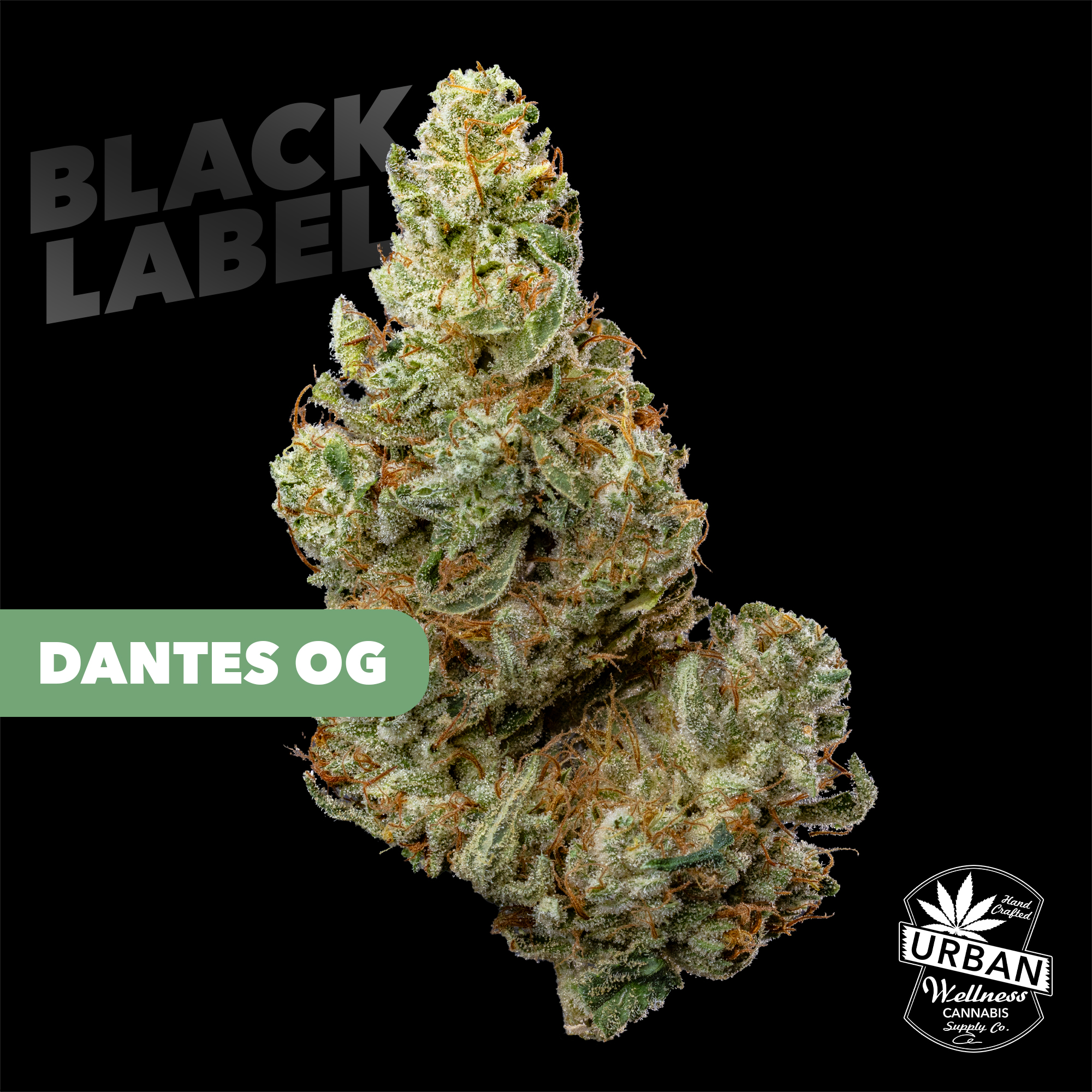 プルメリア　Deep Desire Kukiat プルメリア Deep Desire Kukiat