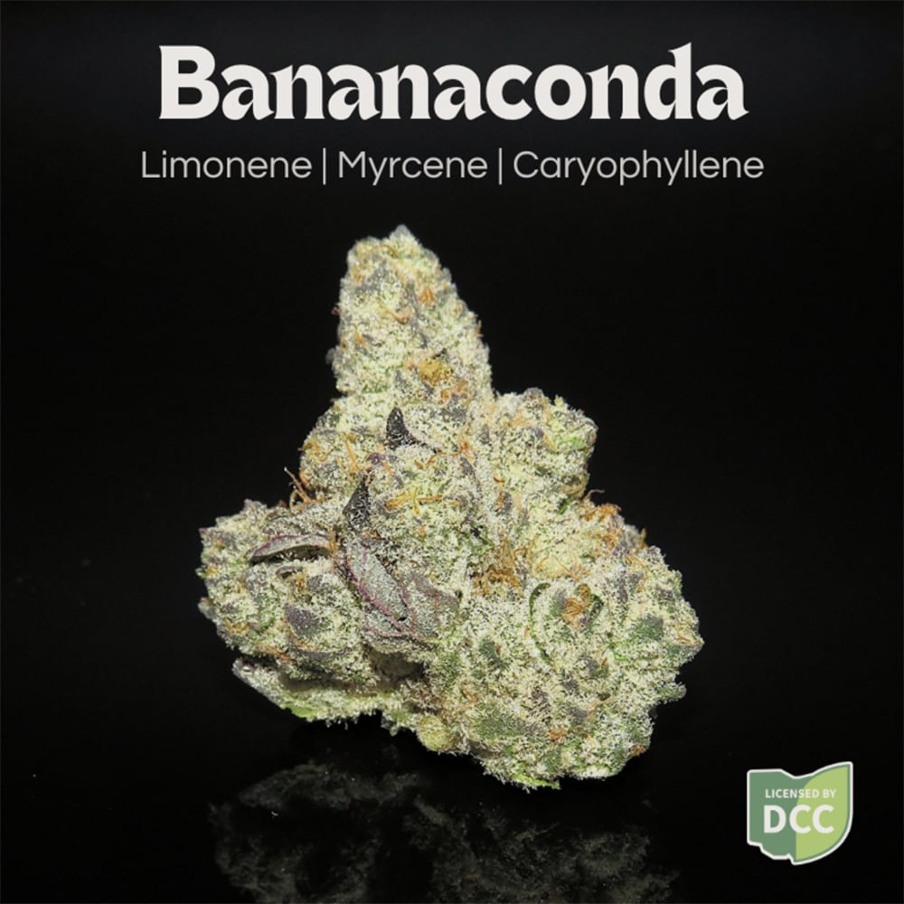 FARKAS FARMS - BANANACONDA  INDICA