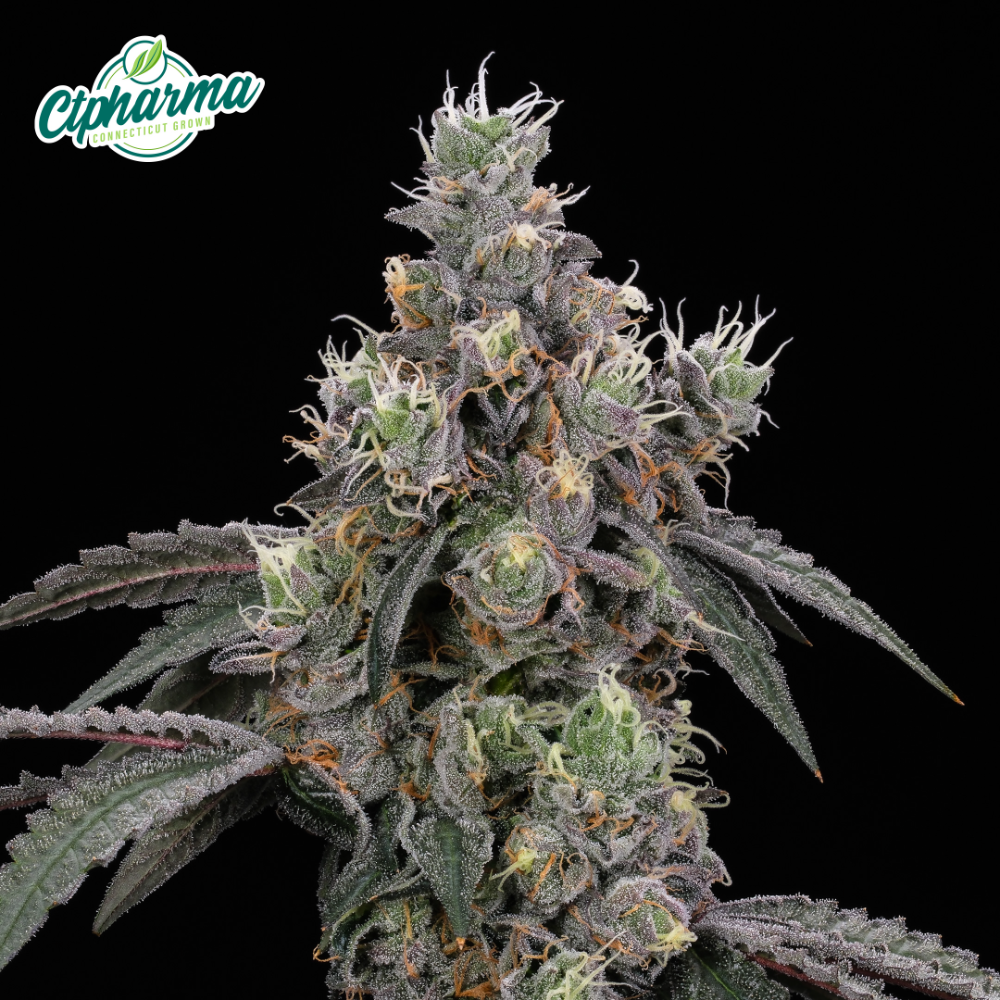 Lemon Cherry Sherb