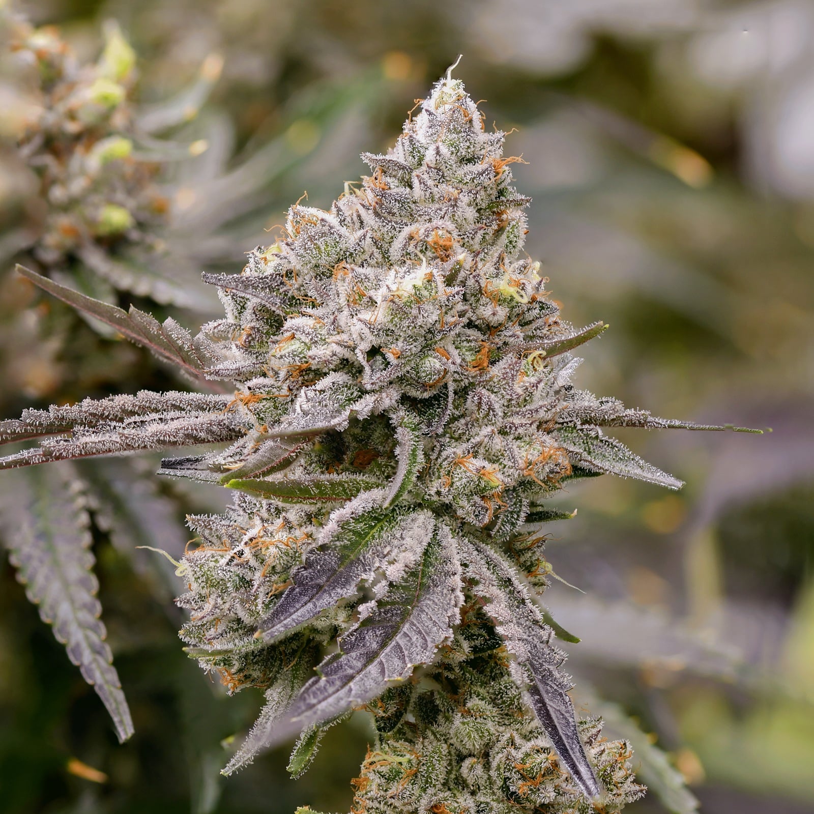 Tahoe Animal Cookies