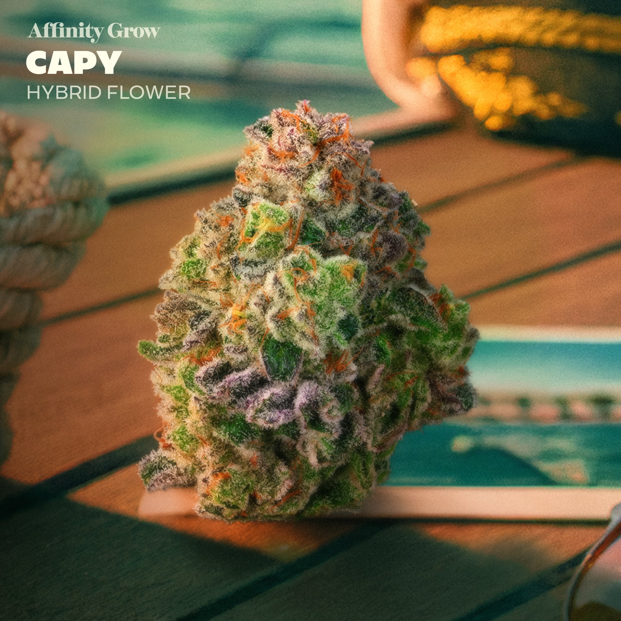 AFG Capy