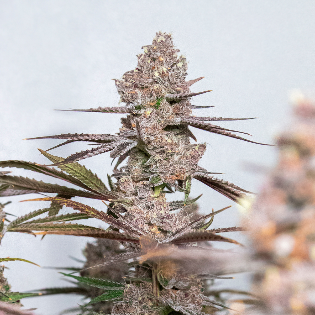 Shop Super Boof | Dockside Cannabis - SODO Dispensary Seattle, WA