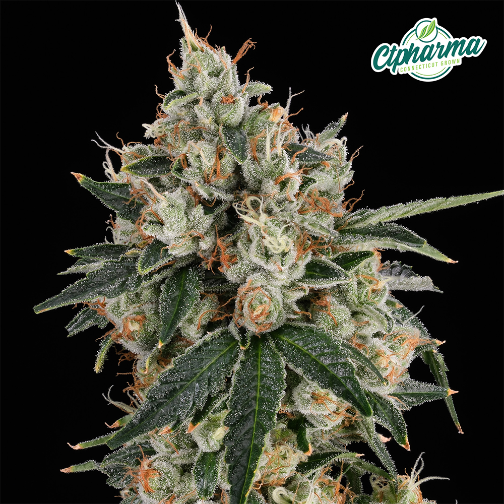 Flower  Chem Valley Kush (H) 26603