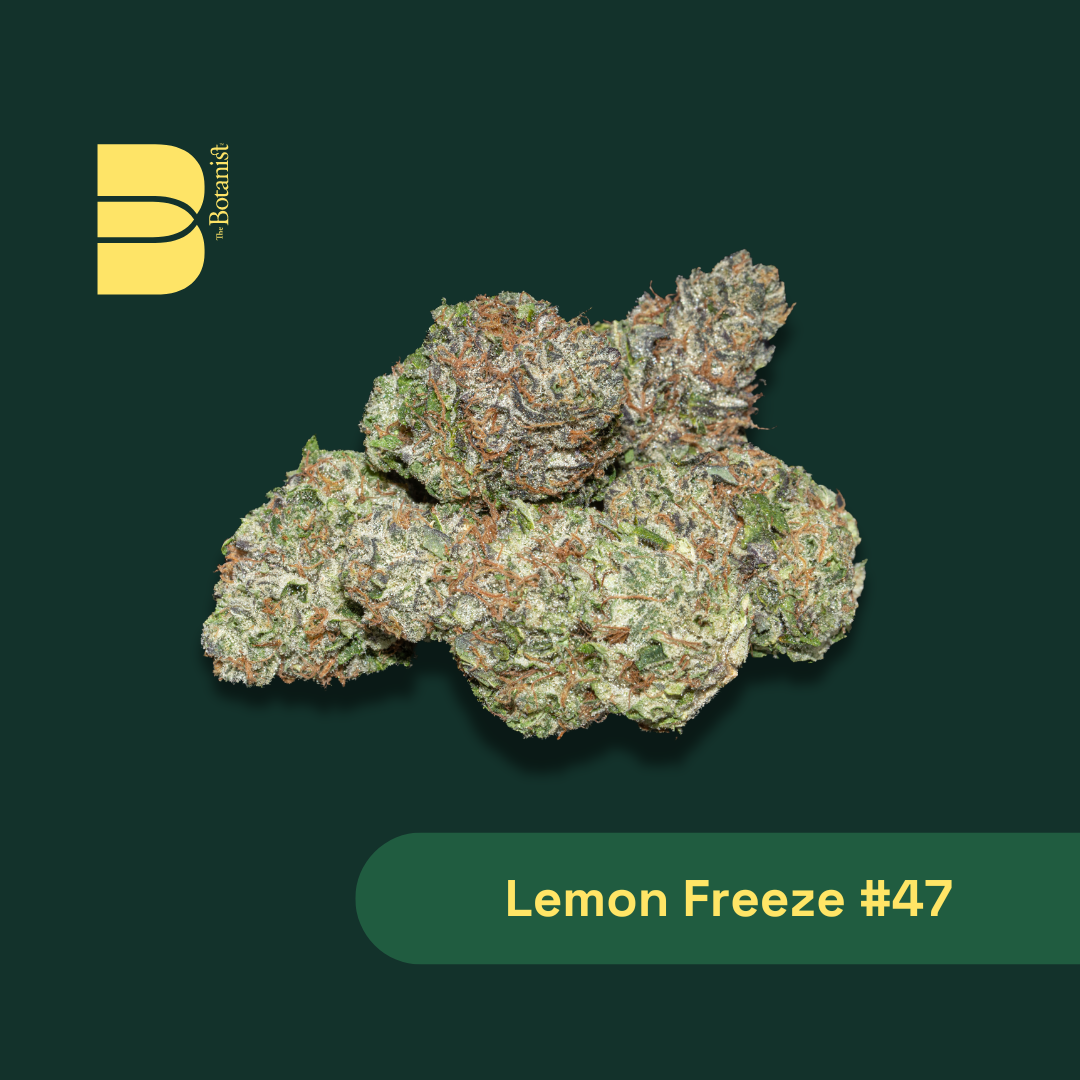 lenon様　S (エ、シェ) 、200g (デュ) Lemon Freeze #47 [14.15g] | Botanist | Whole Flower - Buy