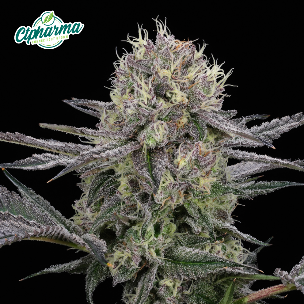 GMO Purps CTP