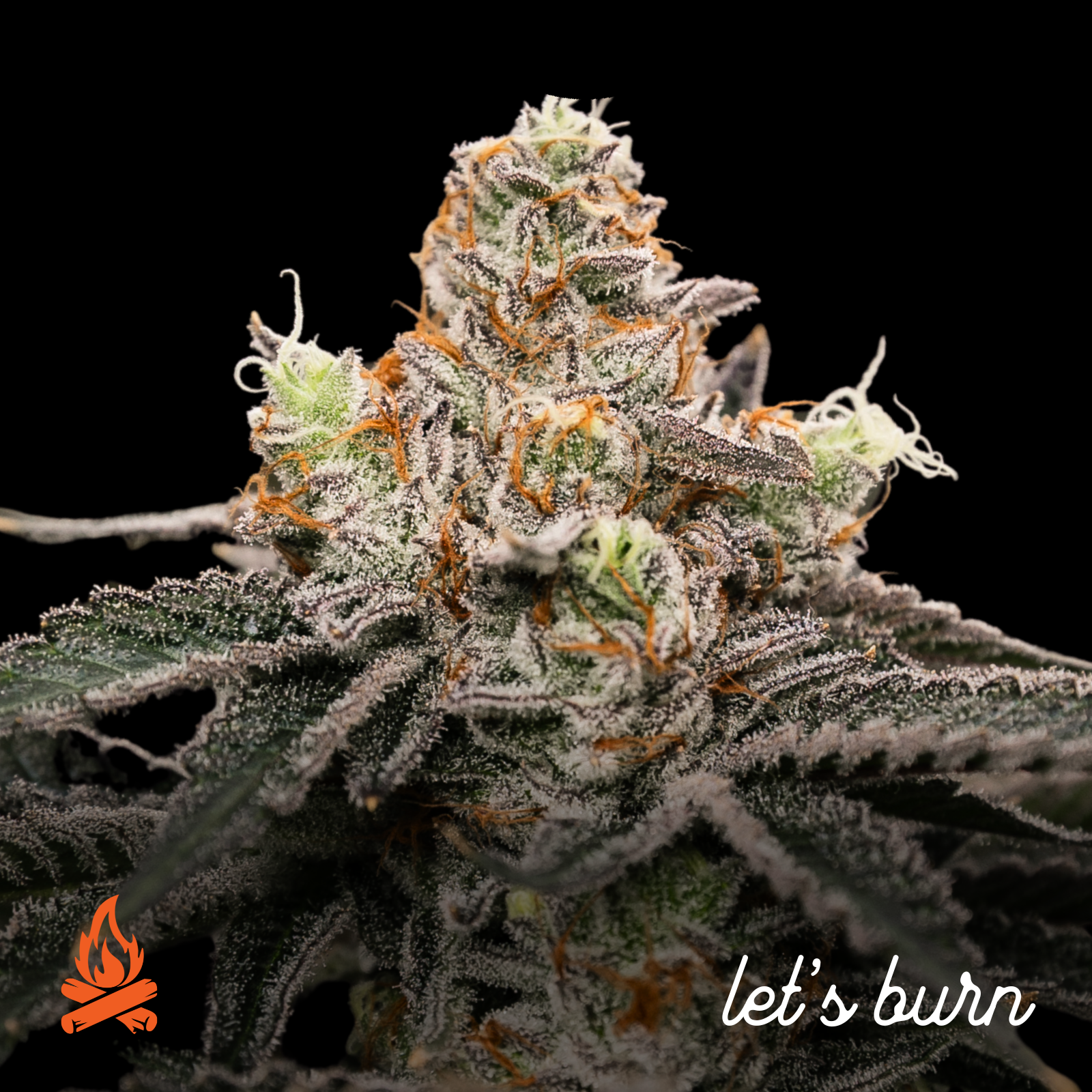 Let's Burn - CT Kush Cake (I) Flower  C0200000038