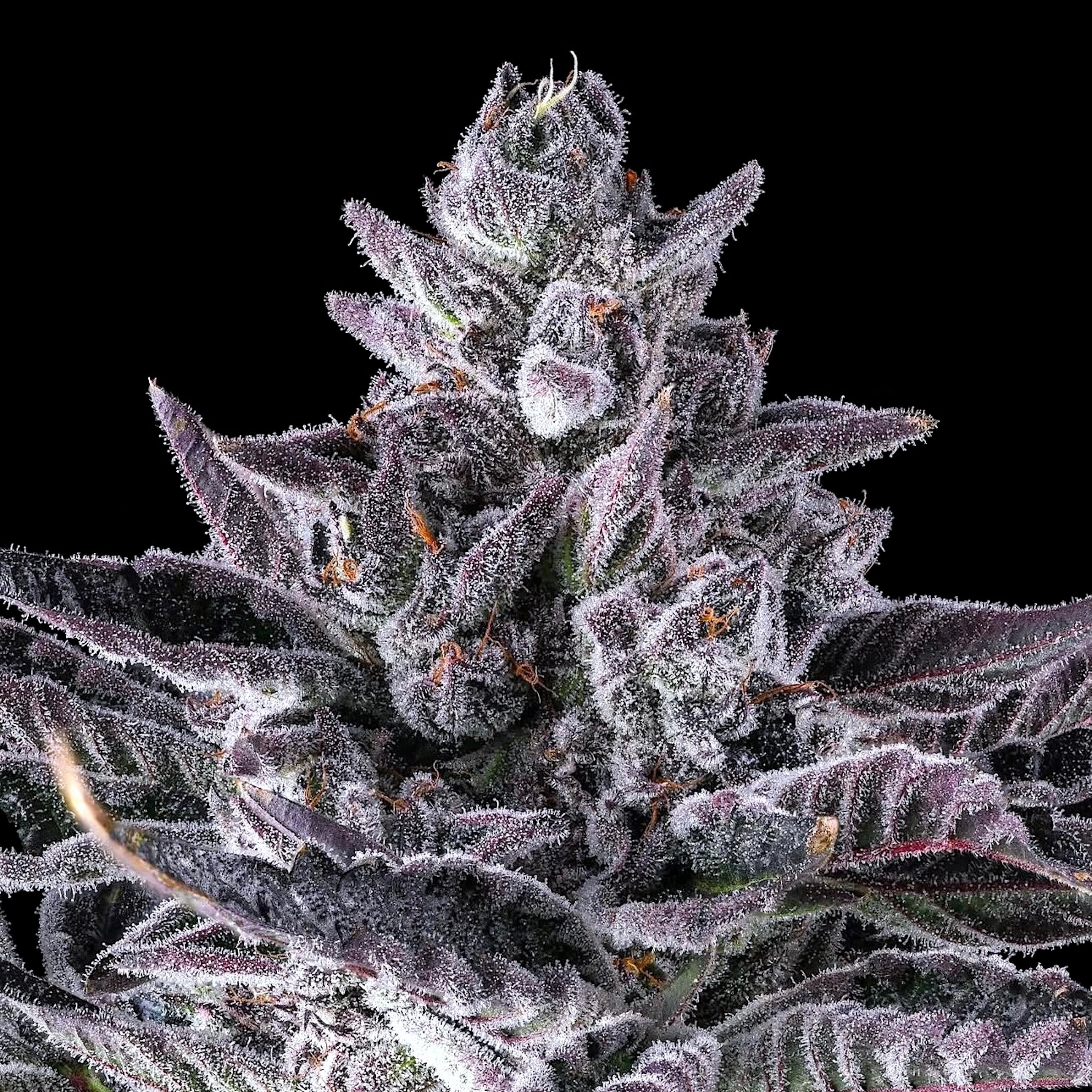Lemoore Cannabis Dispensary | Buy Weed Online Now | NHC