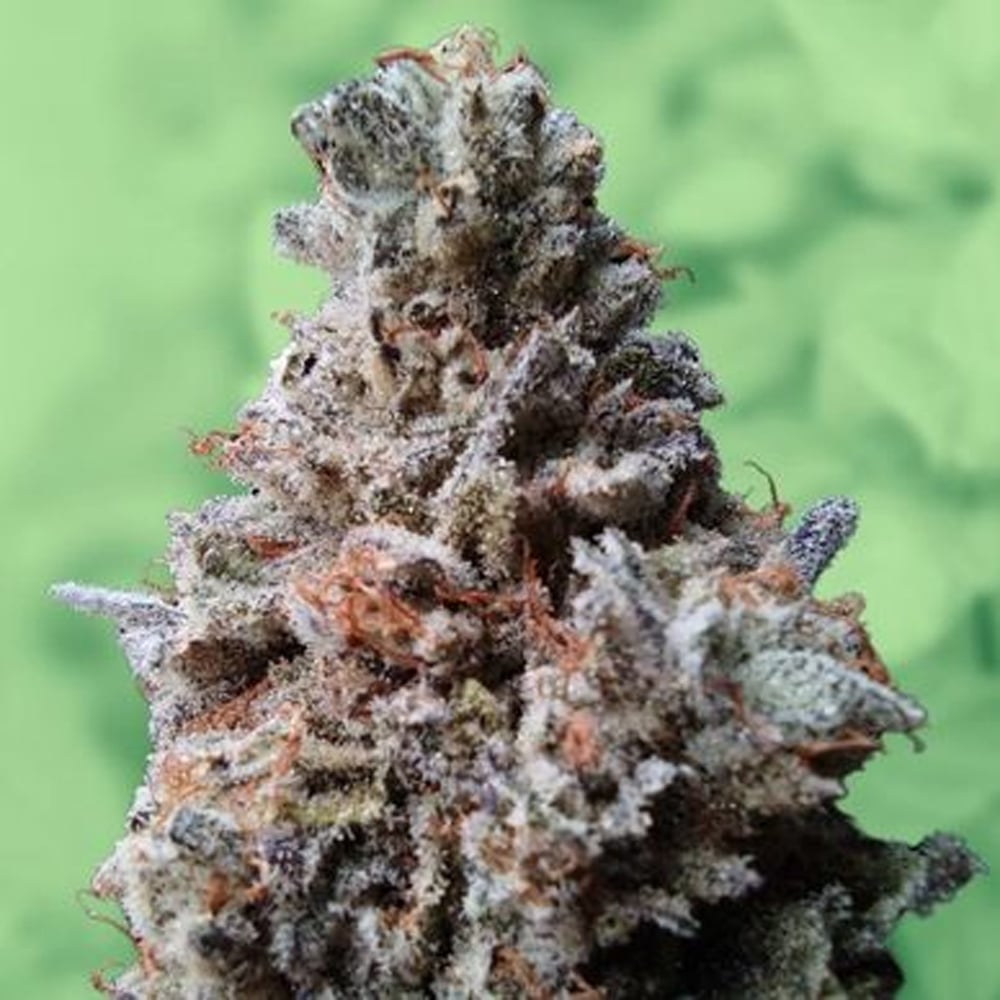 Gush Mintz x Marathon OG