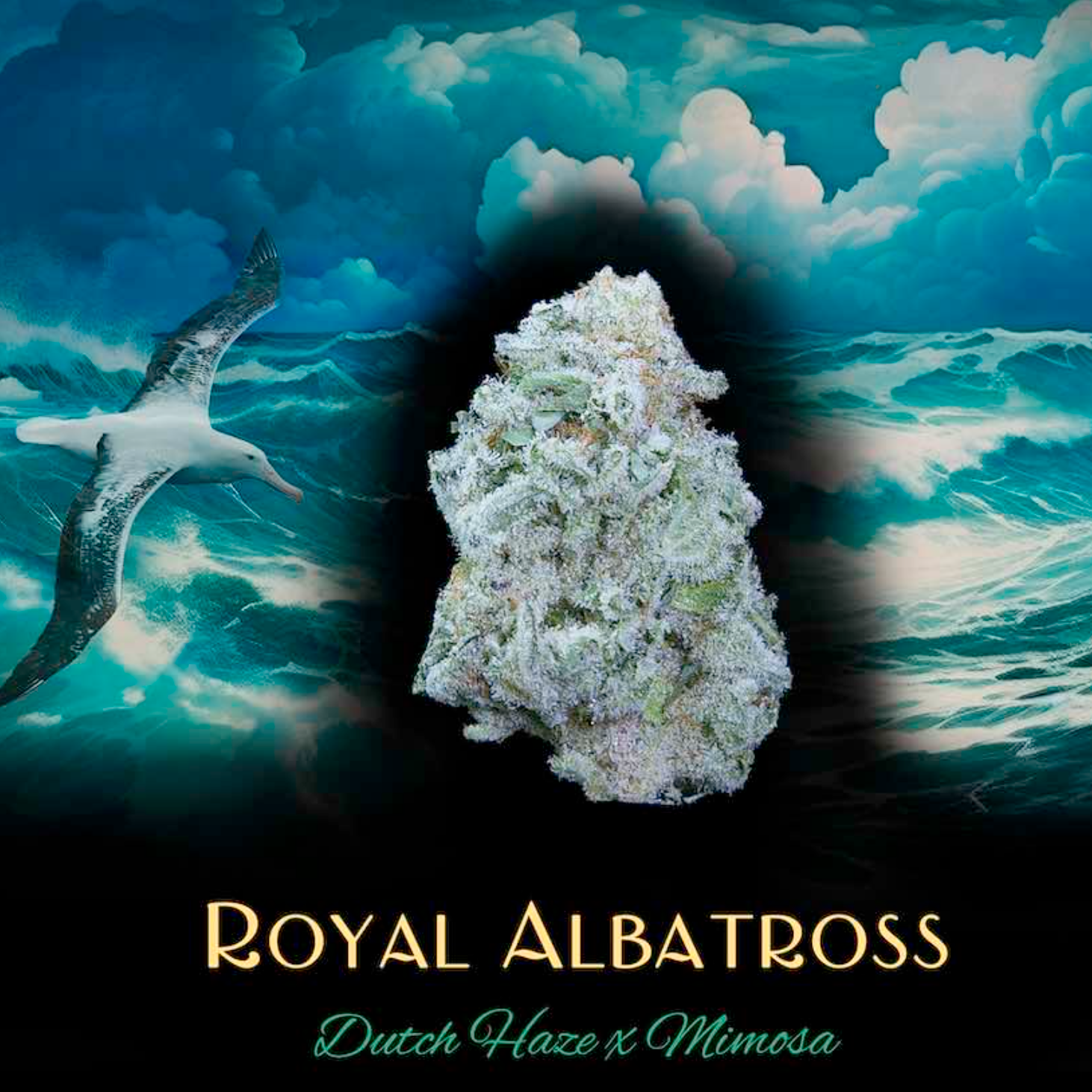 Royal Albatross
