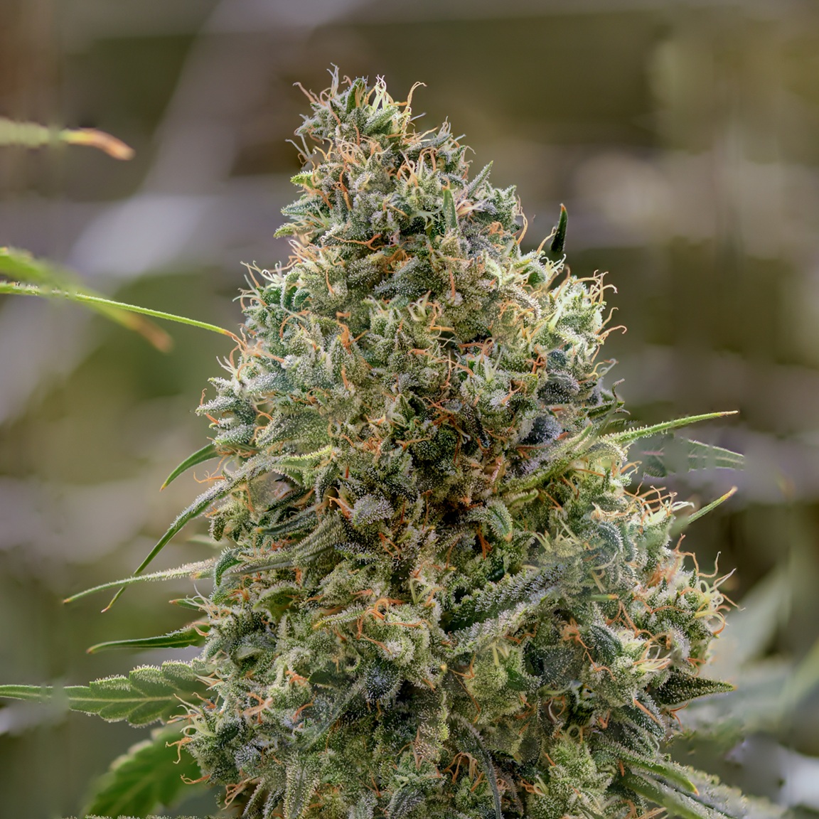 Chem D Cheese