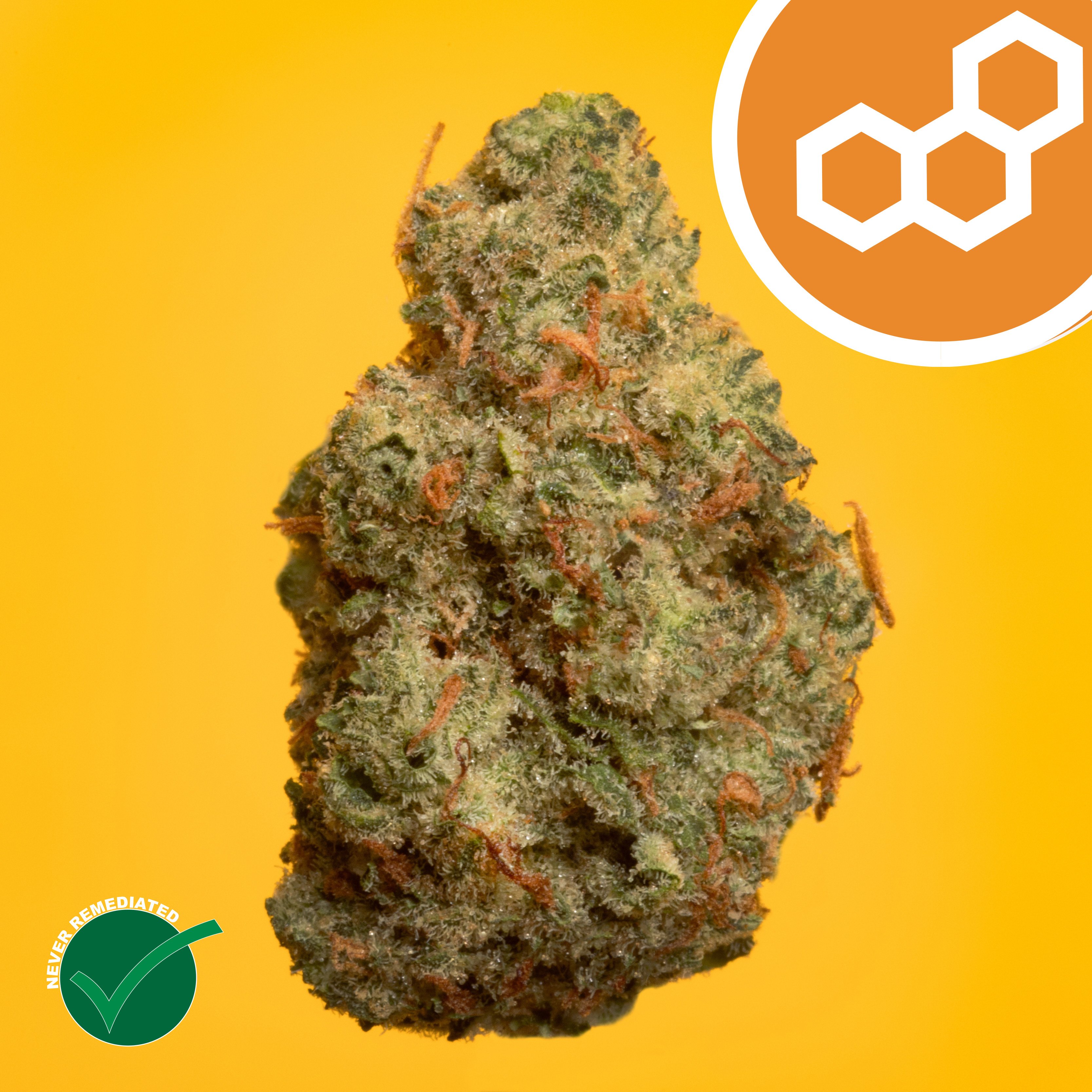 Theraplant - Grand Pappy's Chillemon (S) Flower  C0040001903