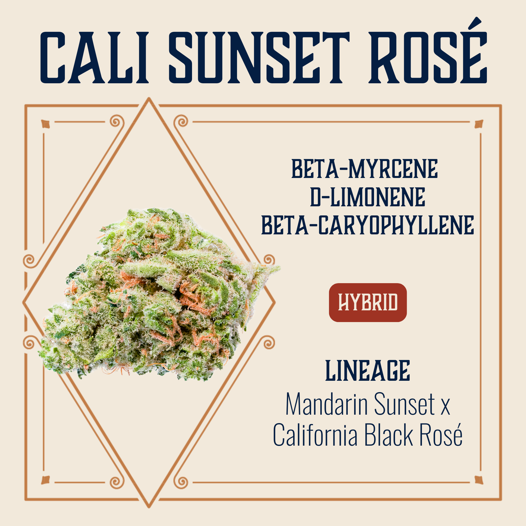 Cali Sunset Rose