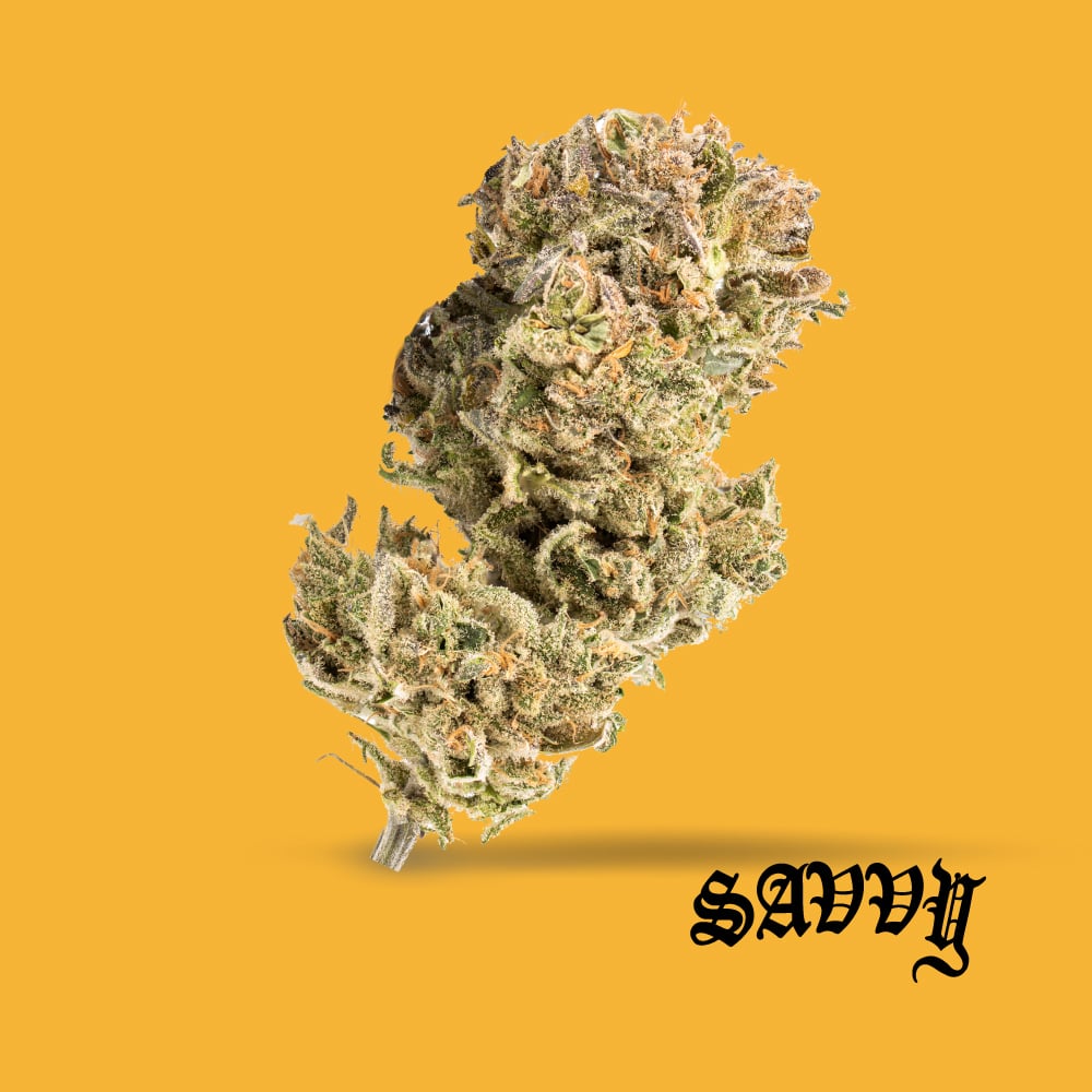 Savvy - B52 Bomber (S) Flower  C0020027606