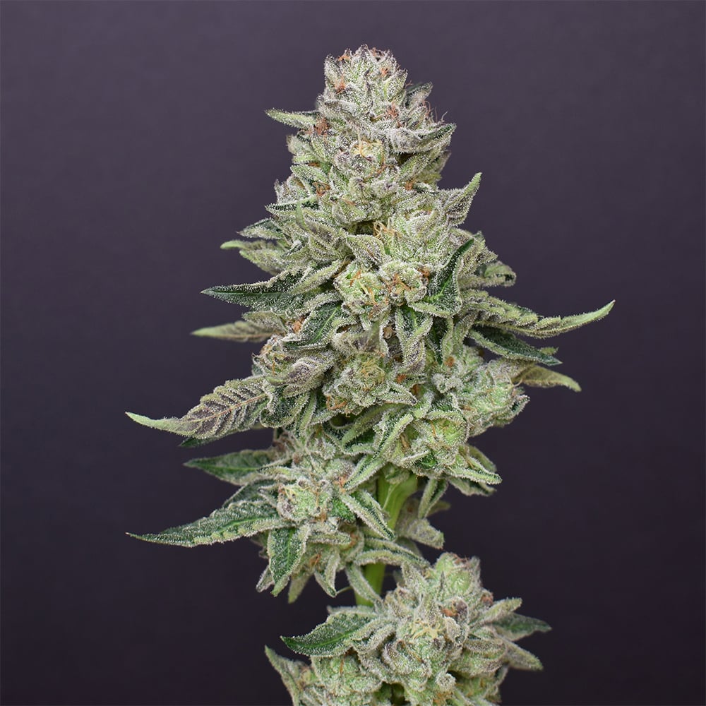 Atomic Cherry