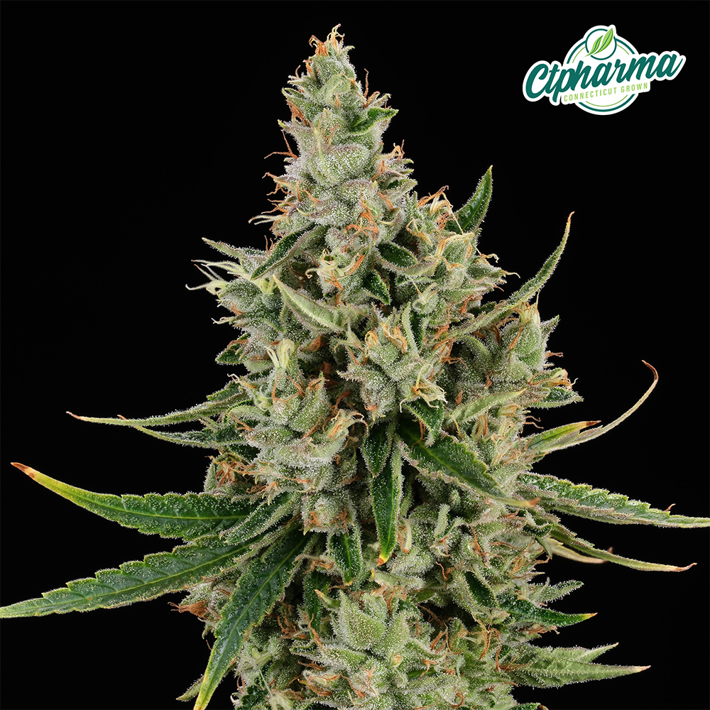 CTPharma Flower Green Diesel (S) 26526