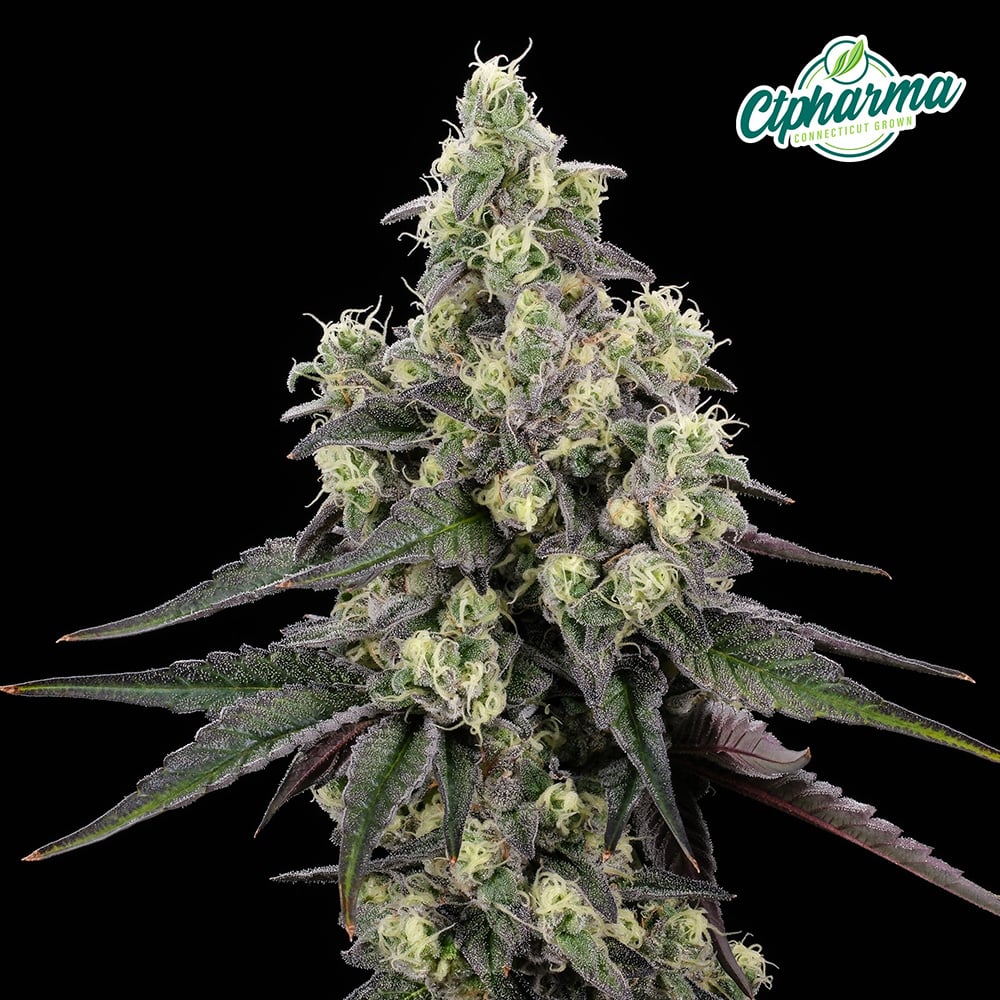 CTPharma - Gush Mintz (I) Flower  C0020027002