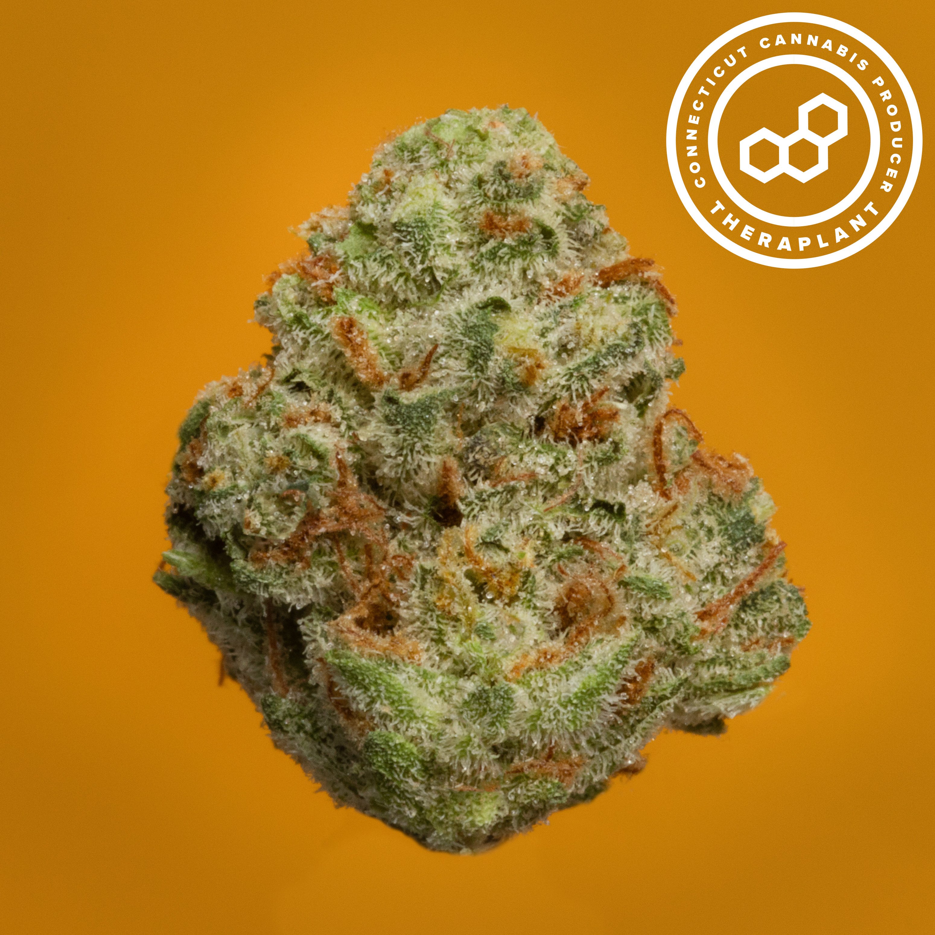 Theraplant - Colorado Flo (S) Flower  C0040001533