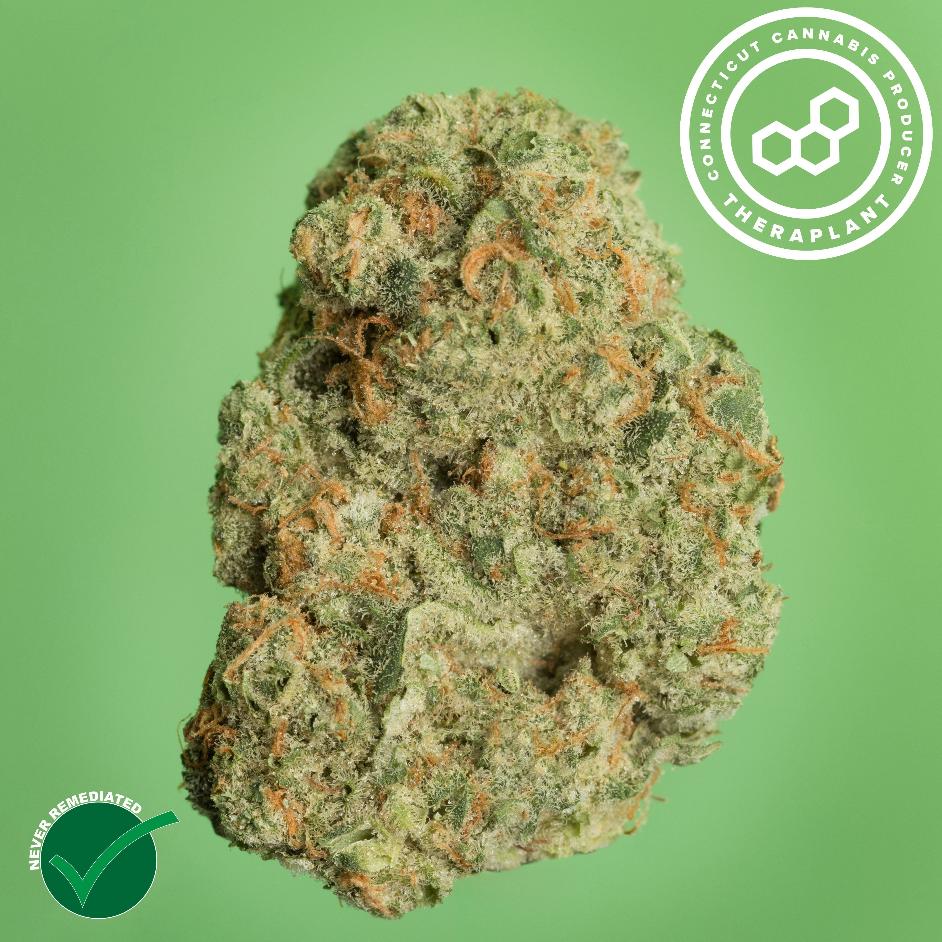 Theraplant - Banapple Medellin (H) Flower  C0040001131