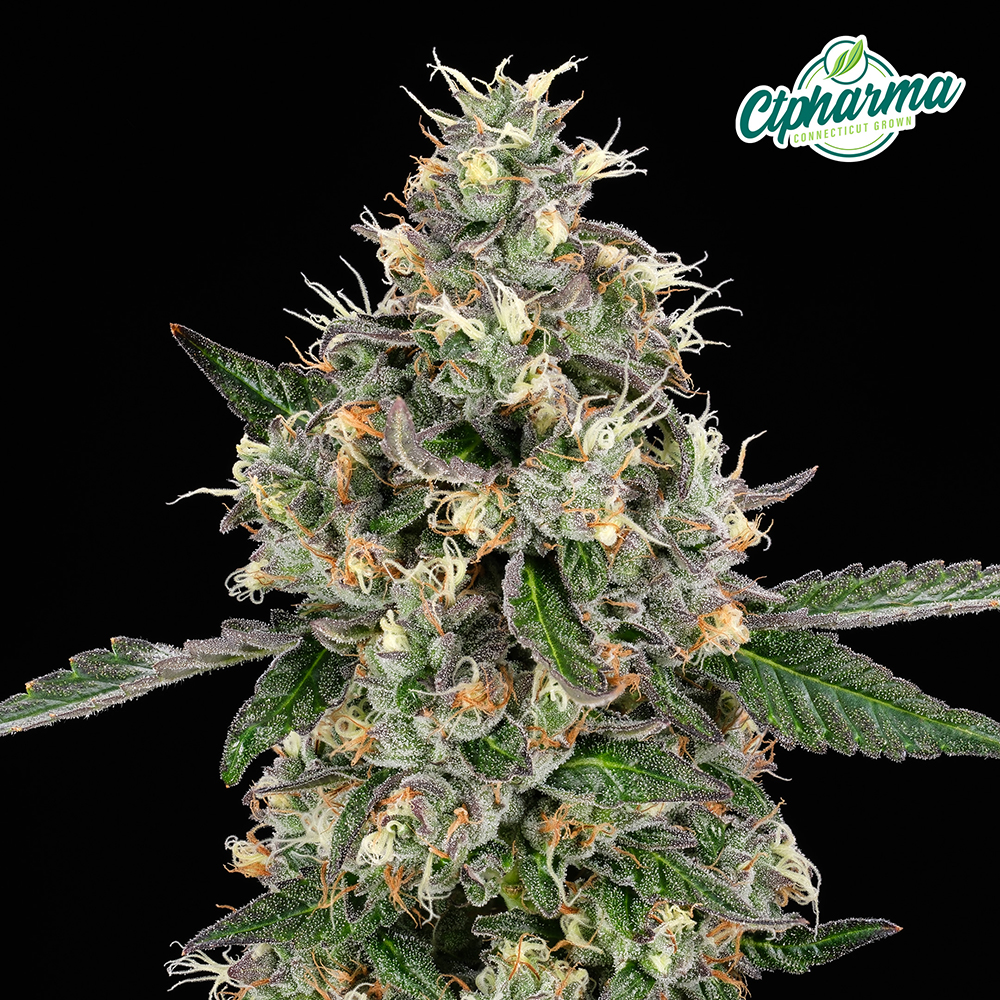 CTPharma Flower Mint Diesel (H) 26674