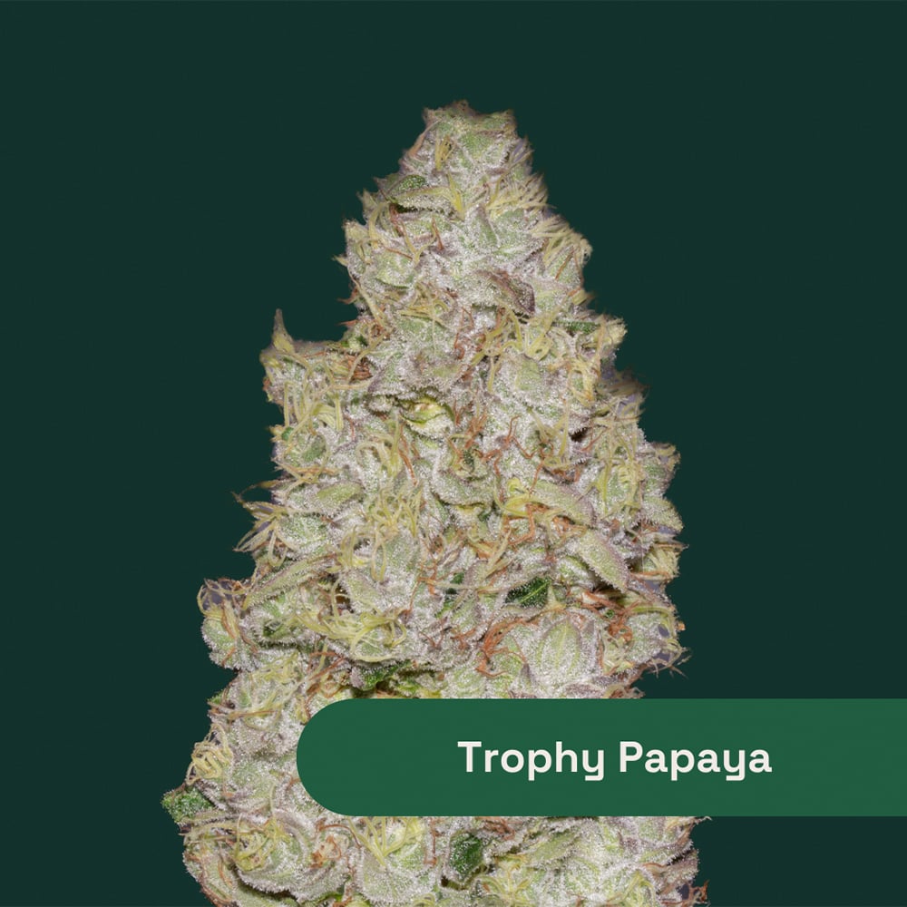 Trophy Papaya