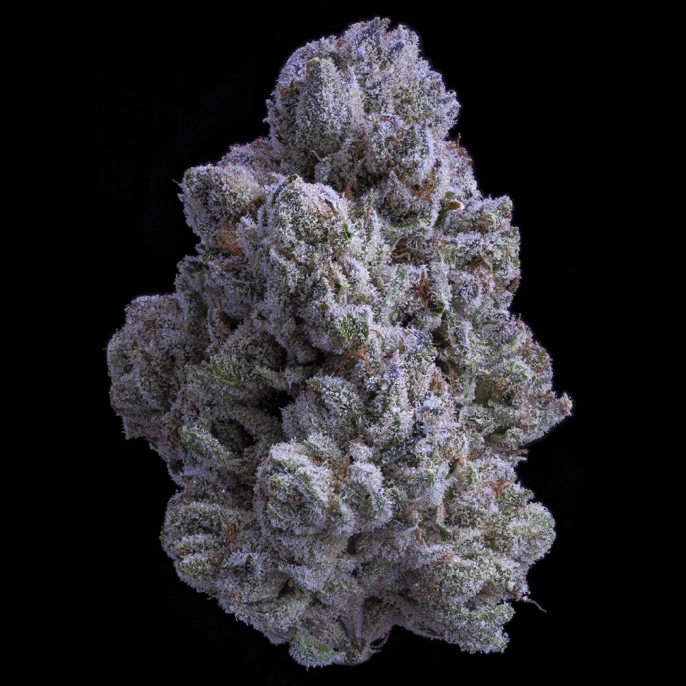 Snow White Snow White