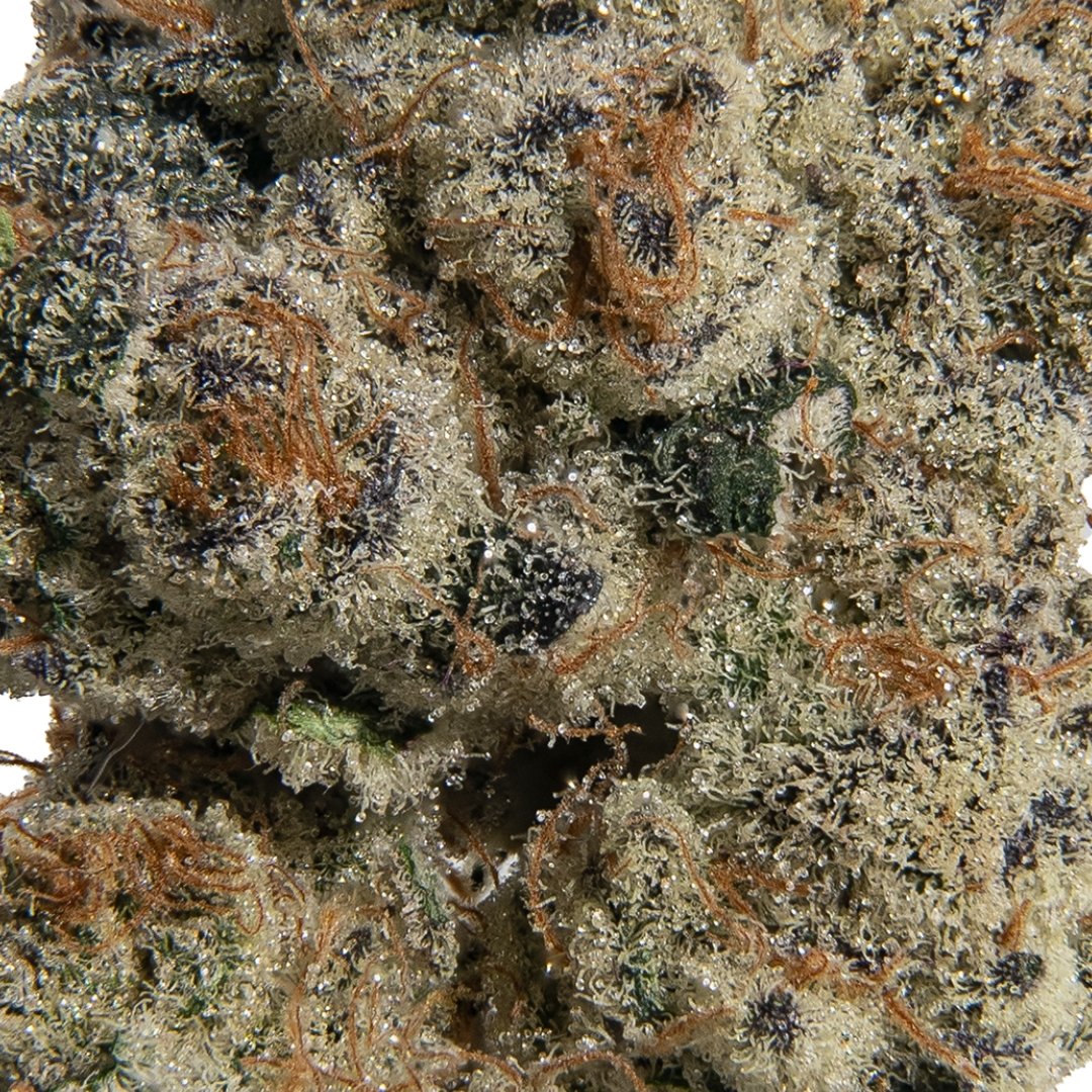 Purple Cherry Ripple #2 | Legacy | Shake - Jane