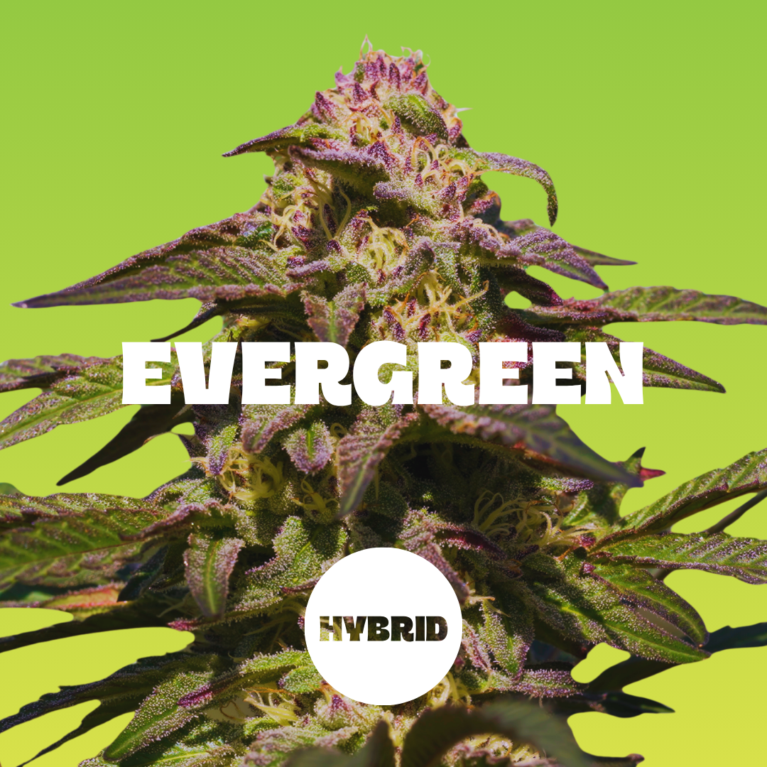 Lime - 2pc - Evergreen - Hybrid (100mg THC))