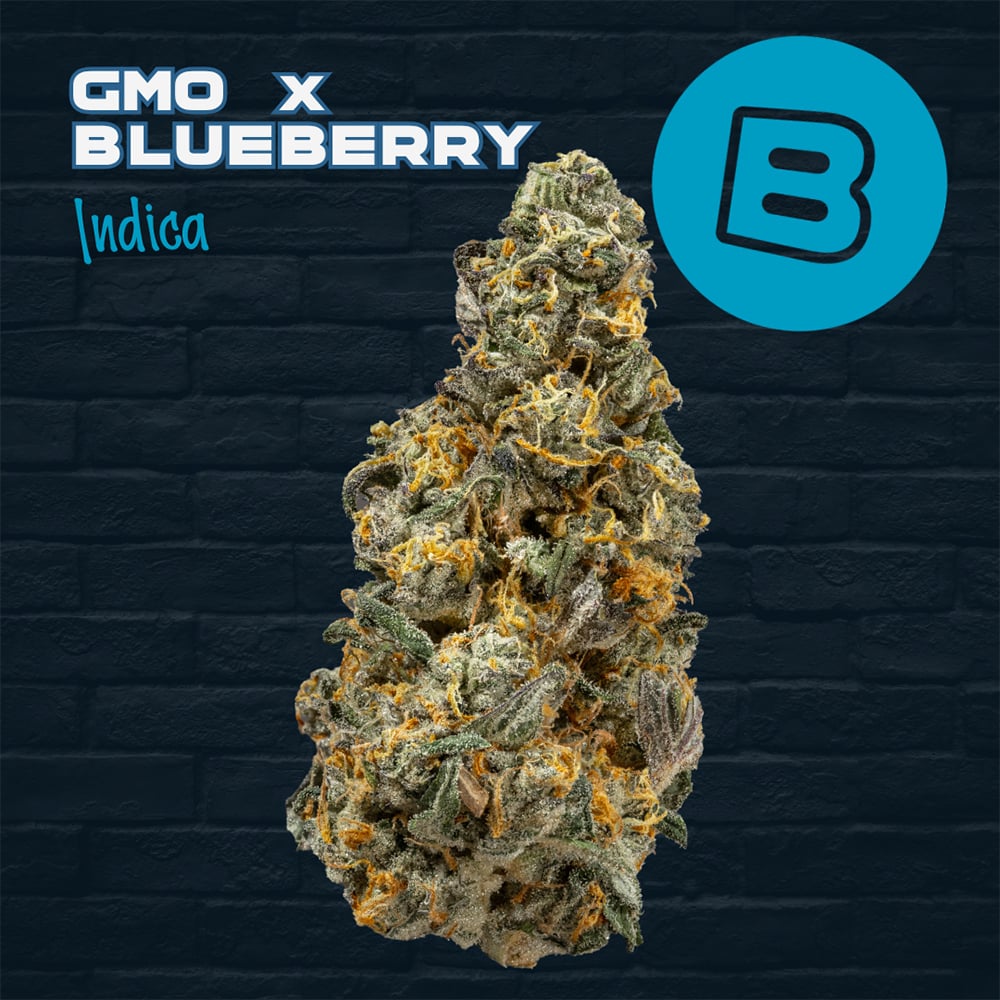 BUCKEYE - GMO X BLUEBERRY  INDICA