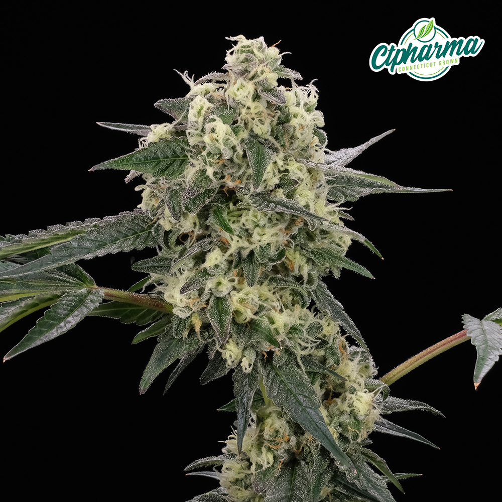CTPharma Flower Miami Stardust (S) 26675